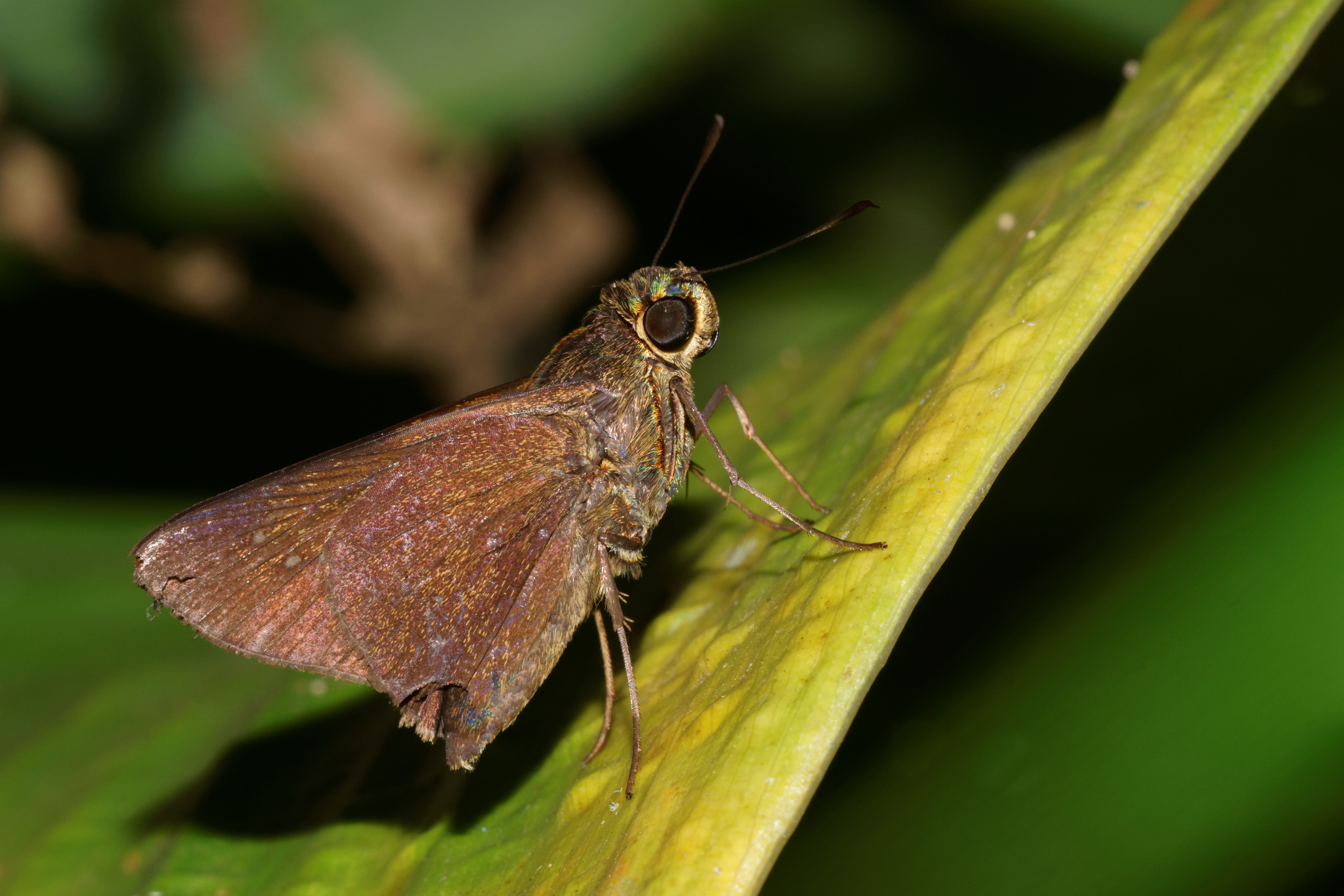 Baoris farri-Kadavoor-2016-09-06-001