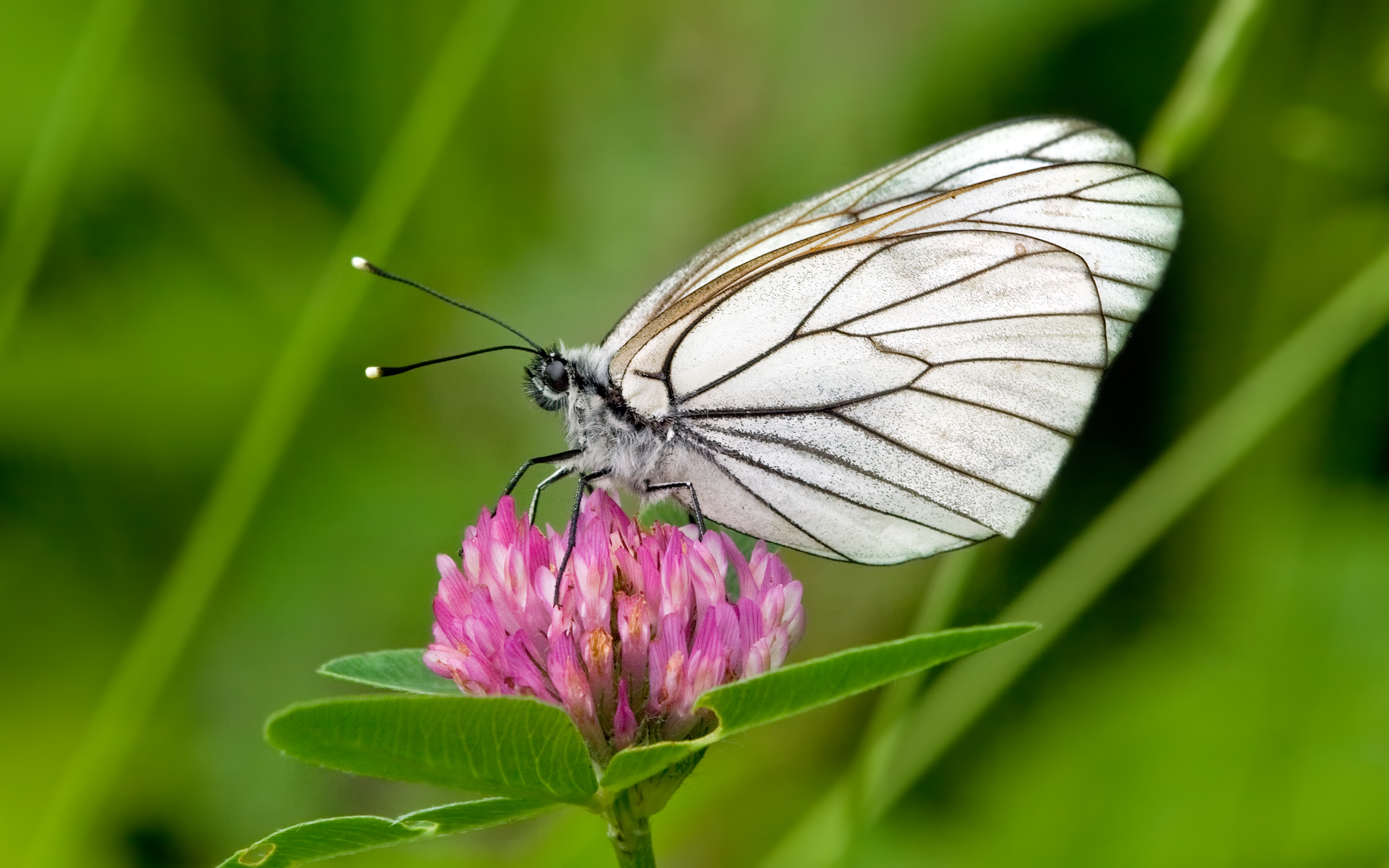 Baumweissling Aporia crataegi 2