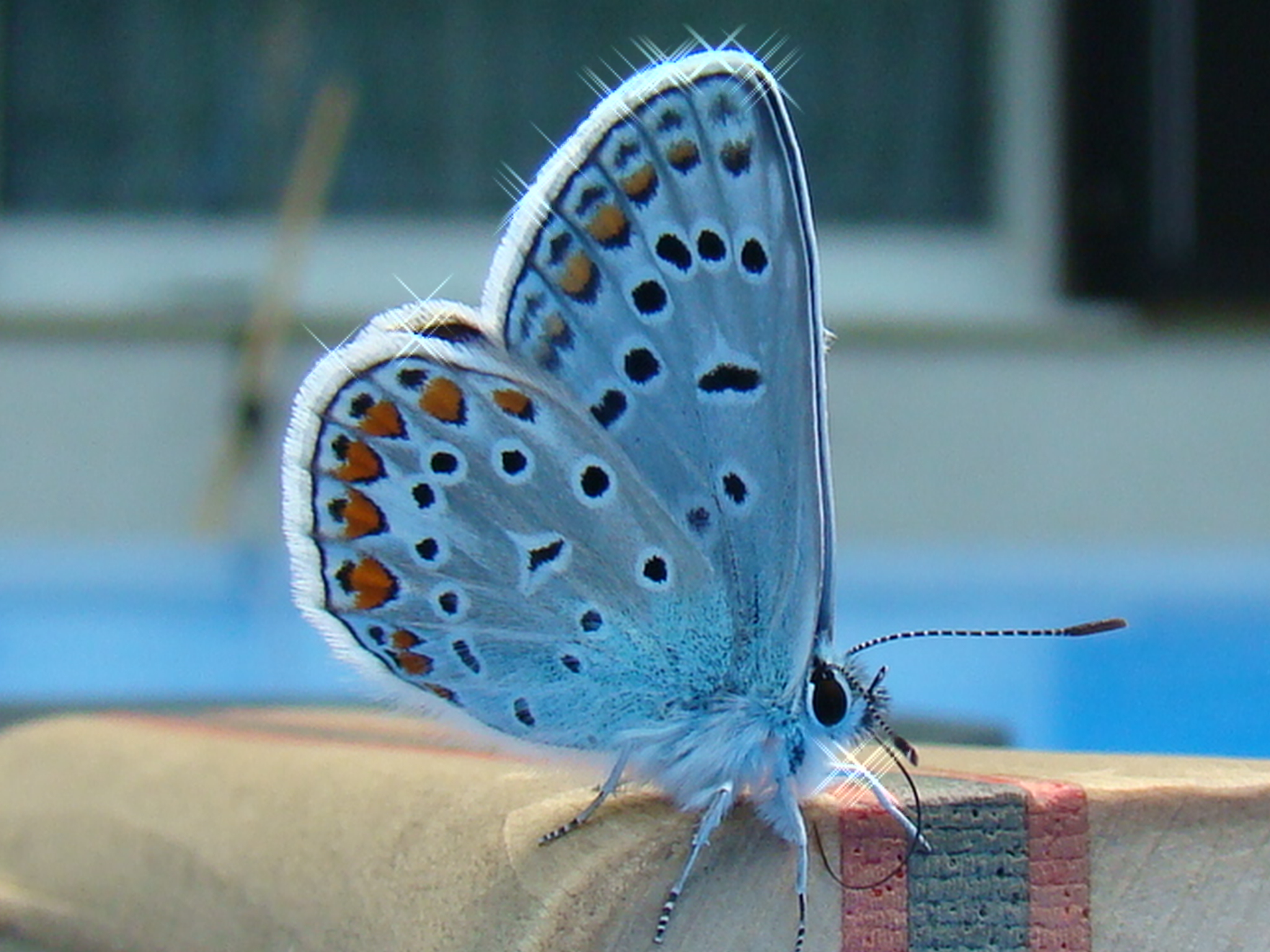 Beautiful butterfly
