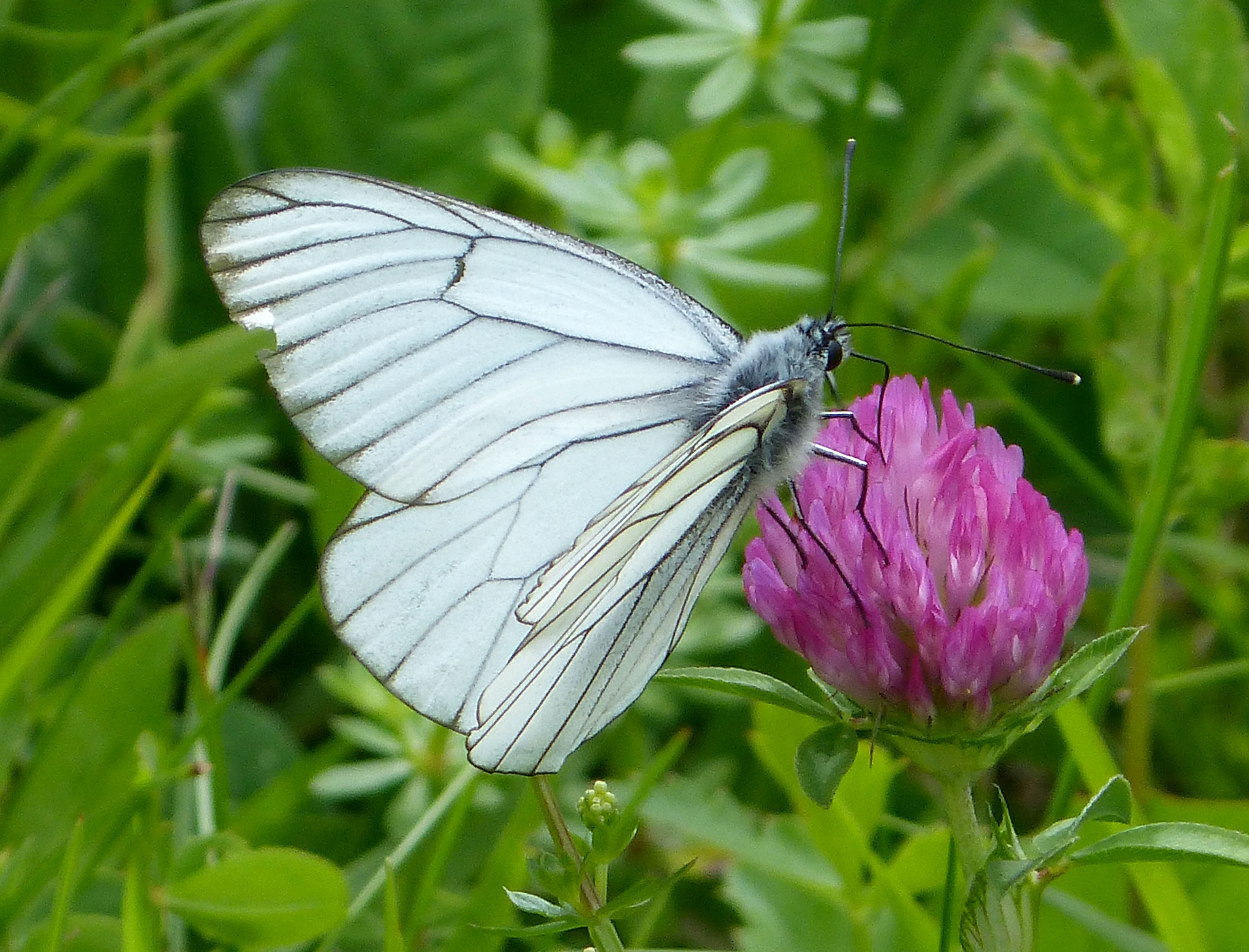 Black-veined White. Aporia crataegi. Male (15533588974)