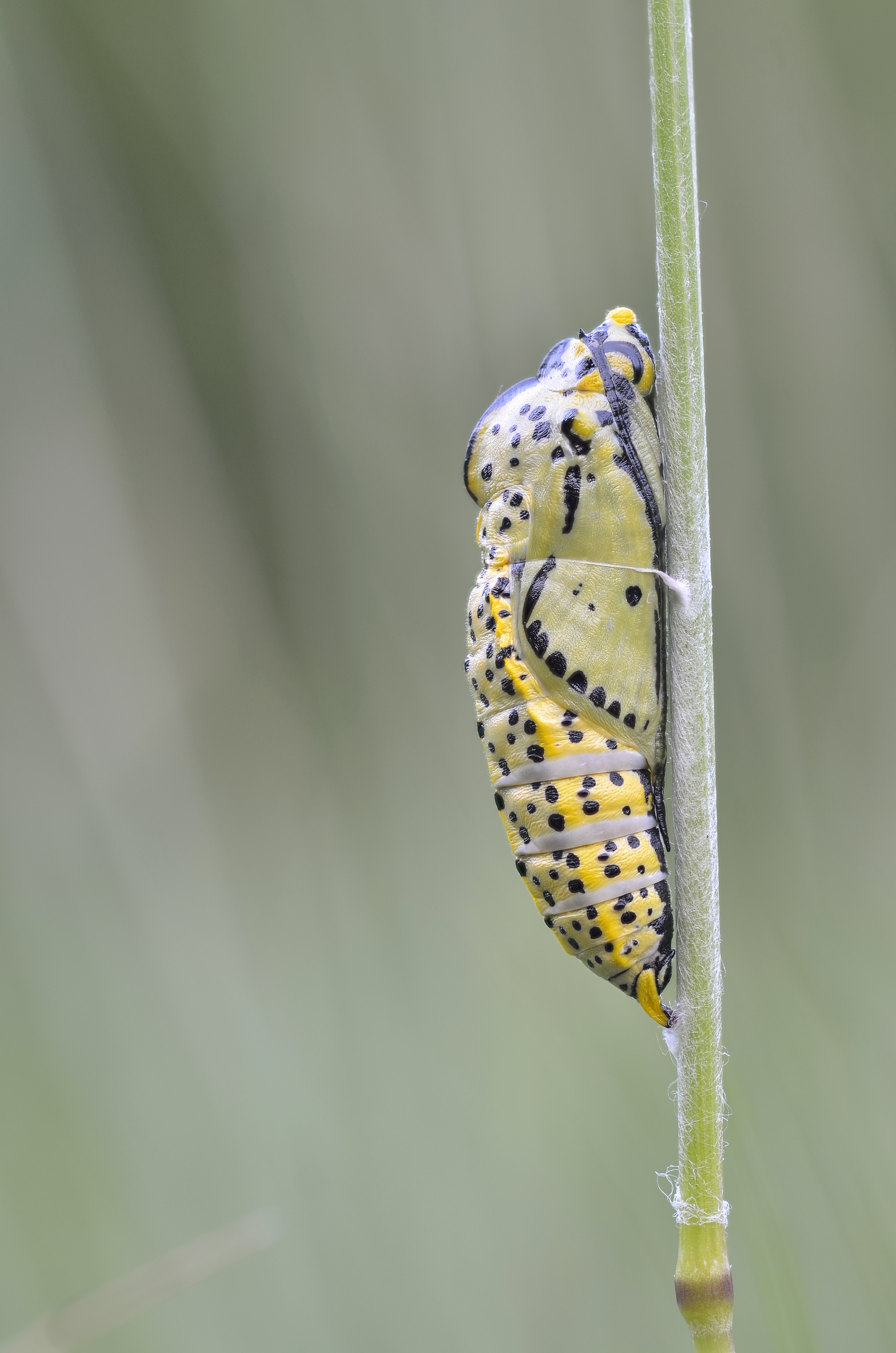Black-veined White chrysalid (7298248786)