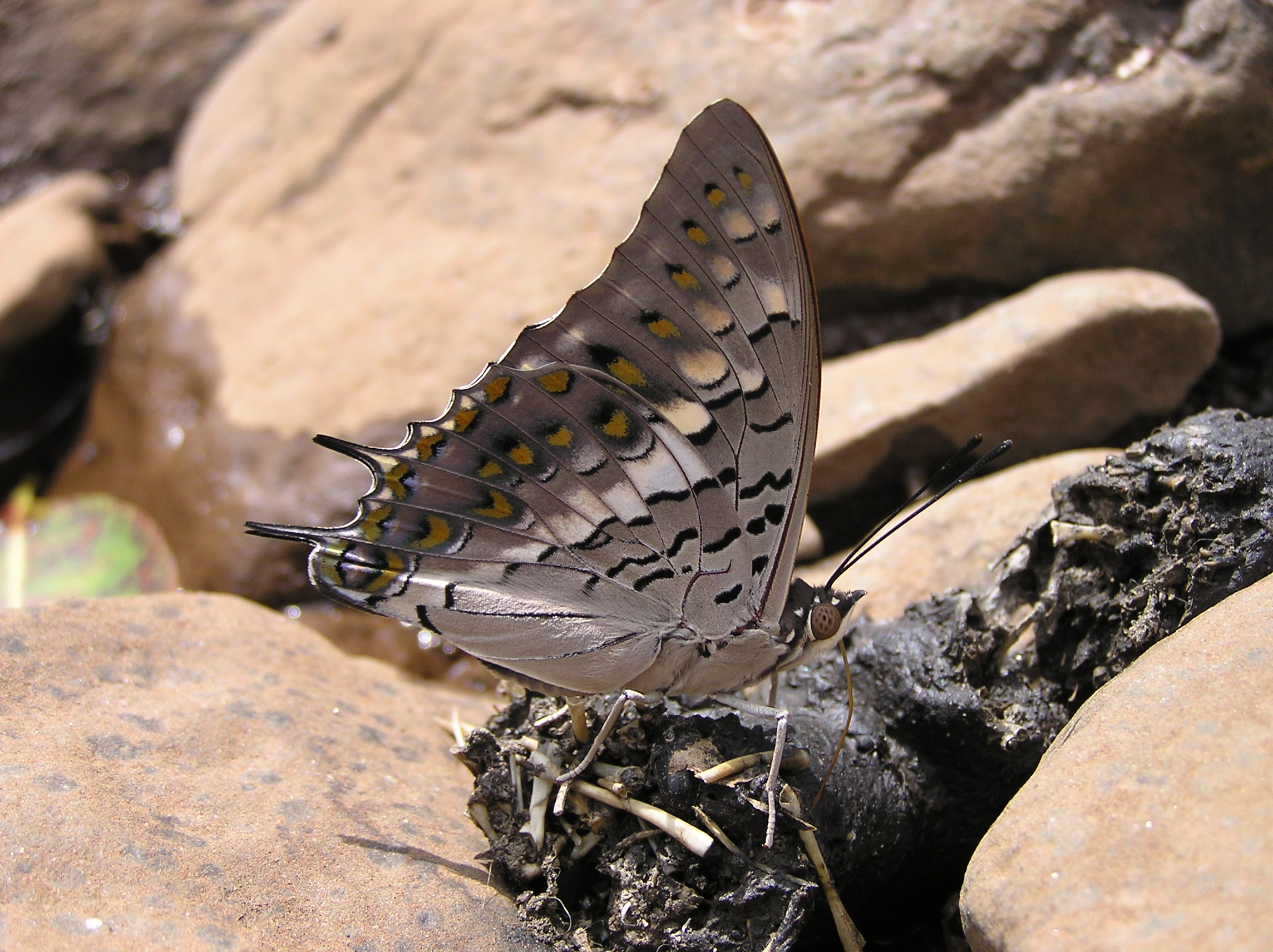 Black rajah Melghat