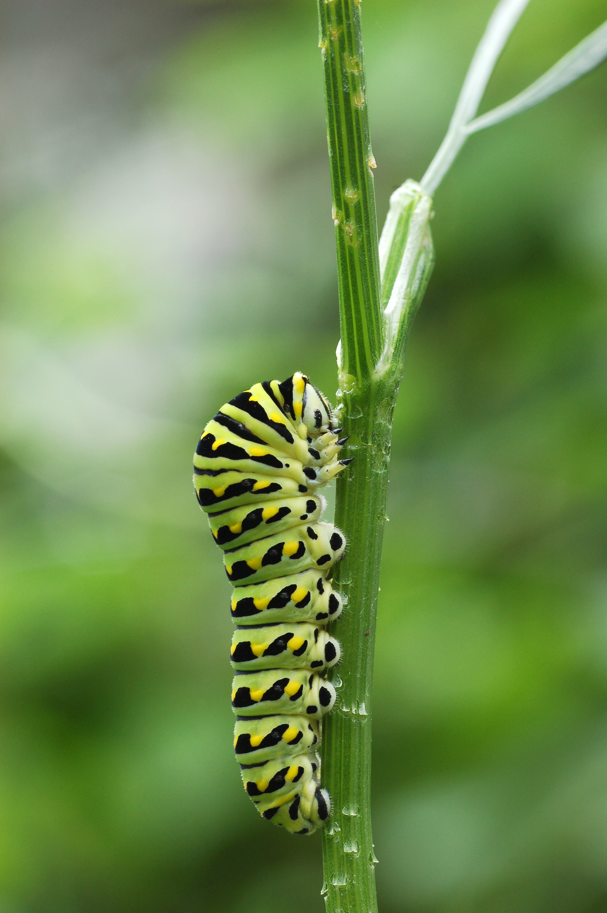 Black Swallowtail Papilio polyxenes Vertical