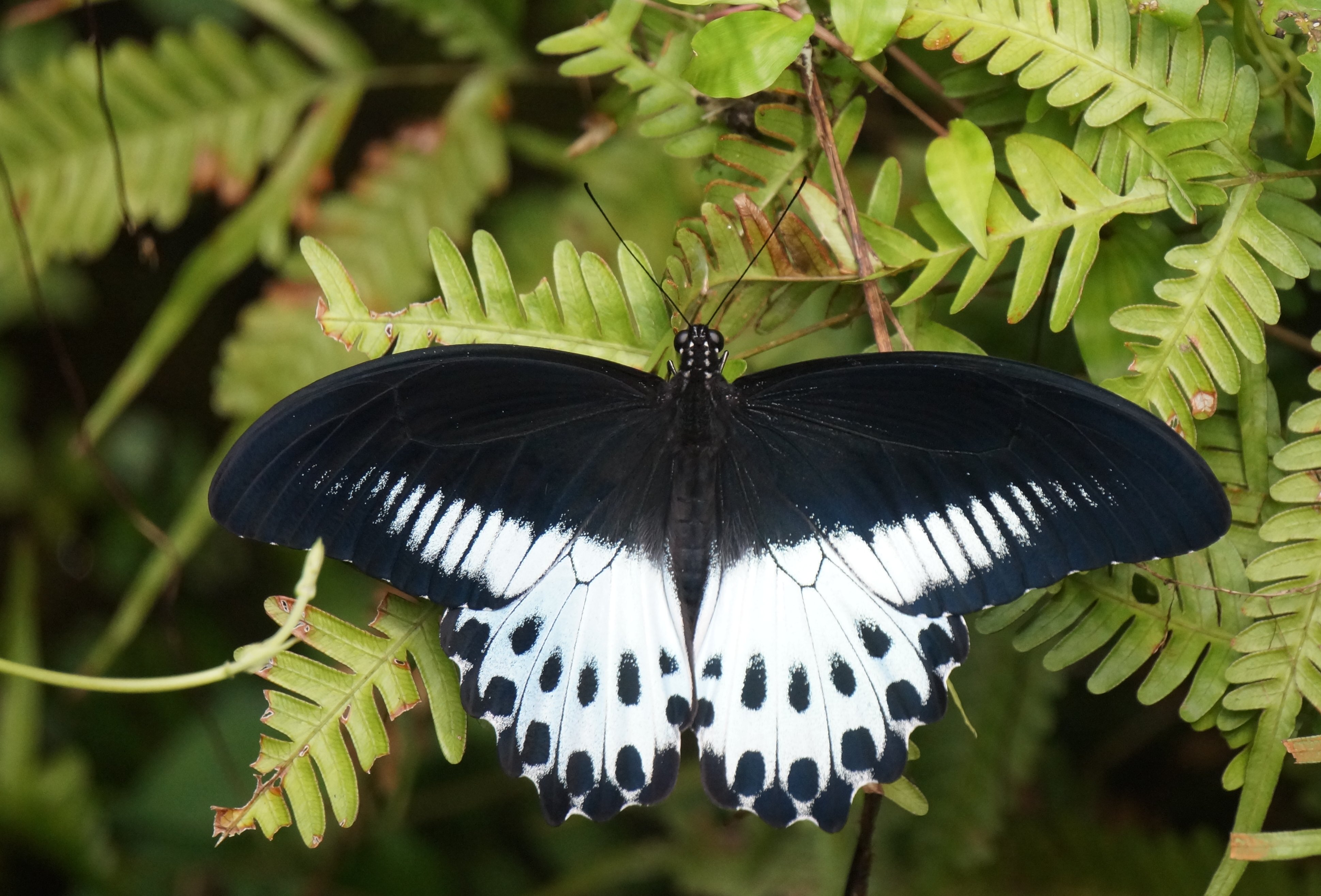 Blue mormon 1