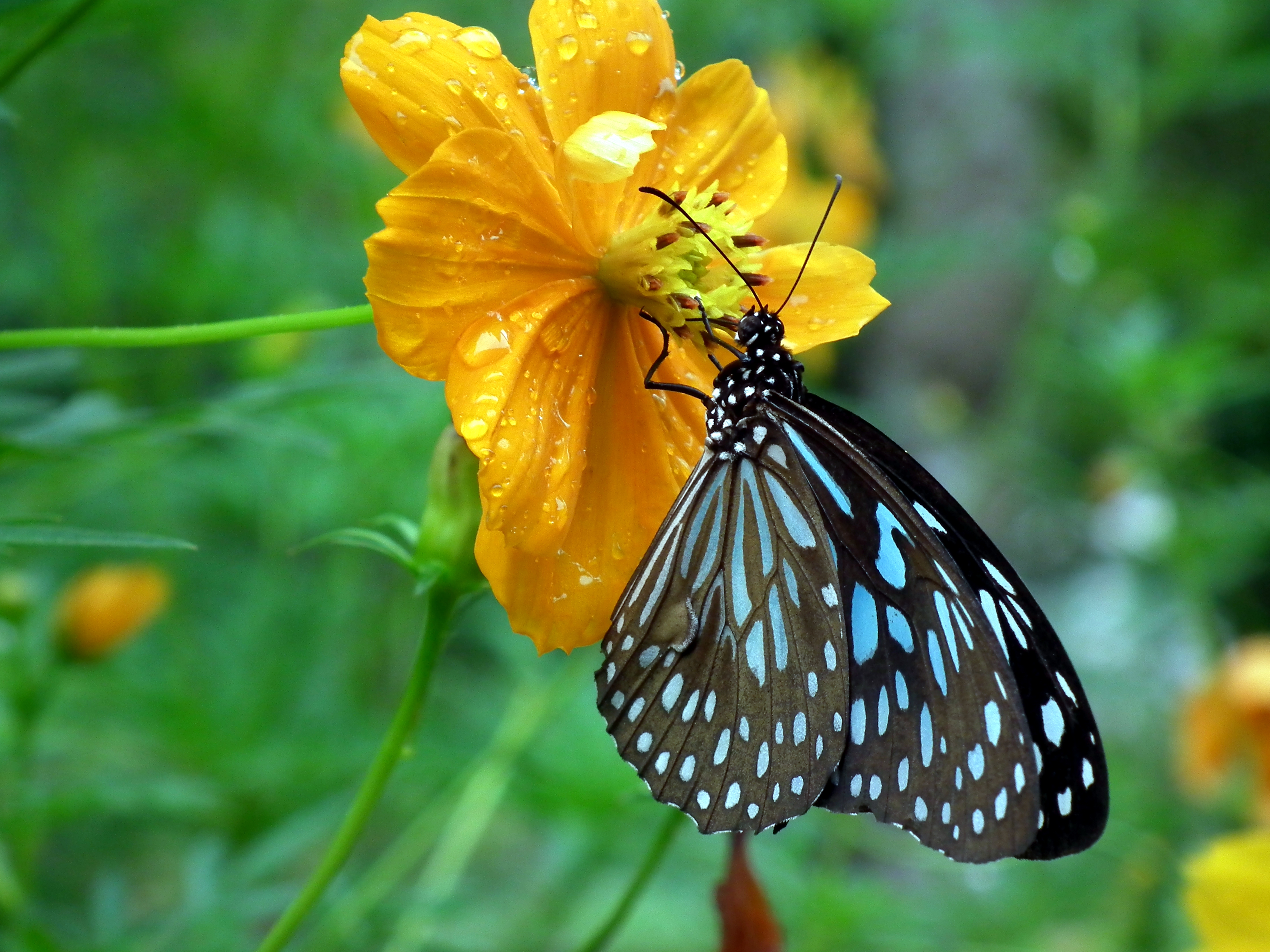 Blue Tiger - Tirumala limniace - 1