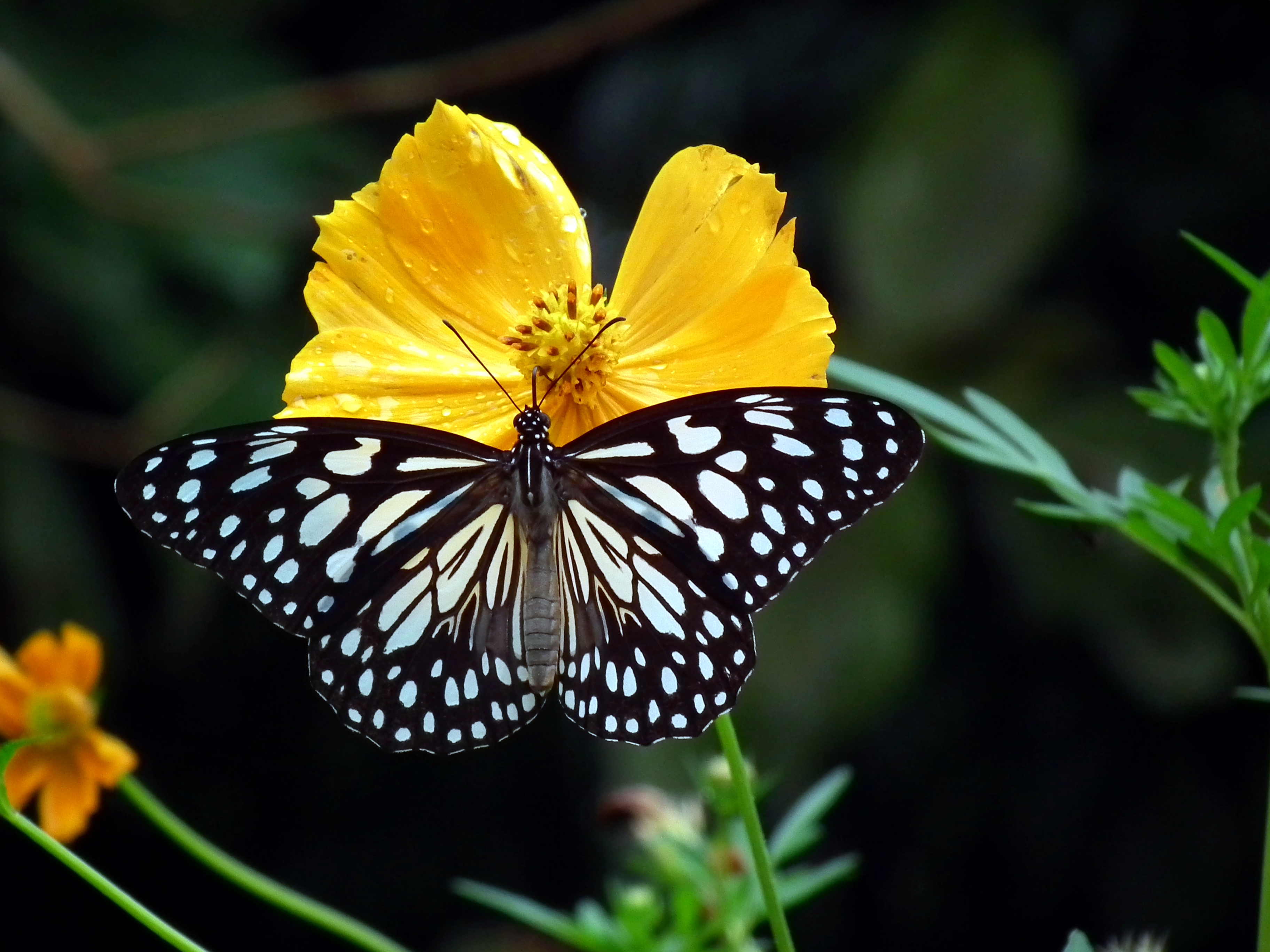 Blue Tiger - Tirumala limniace - 2