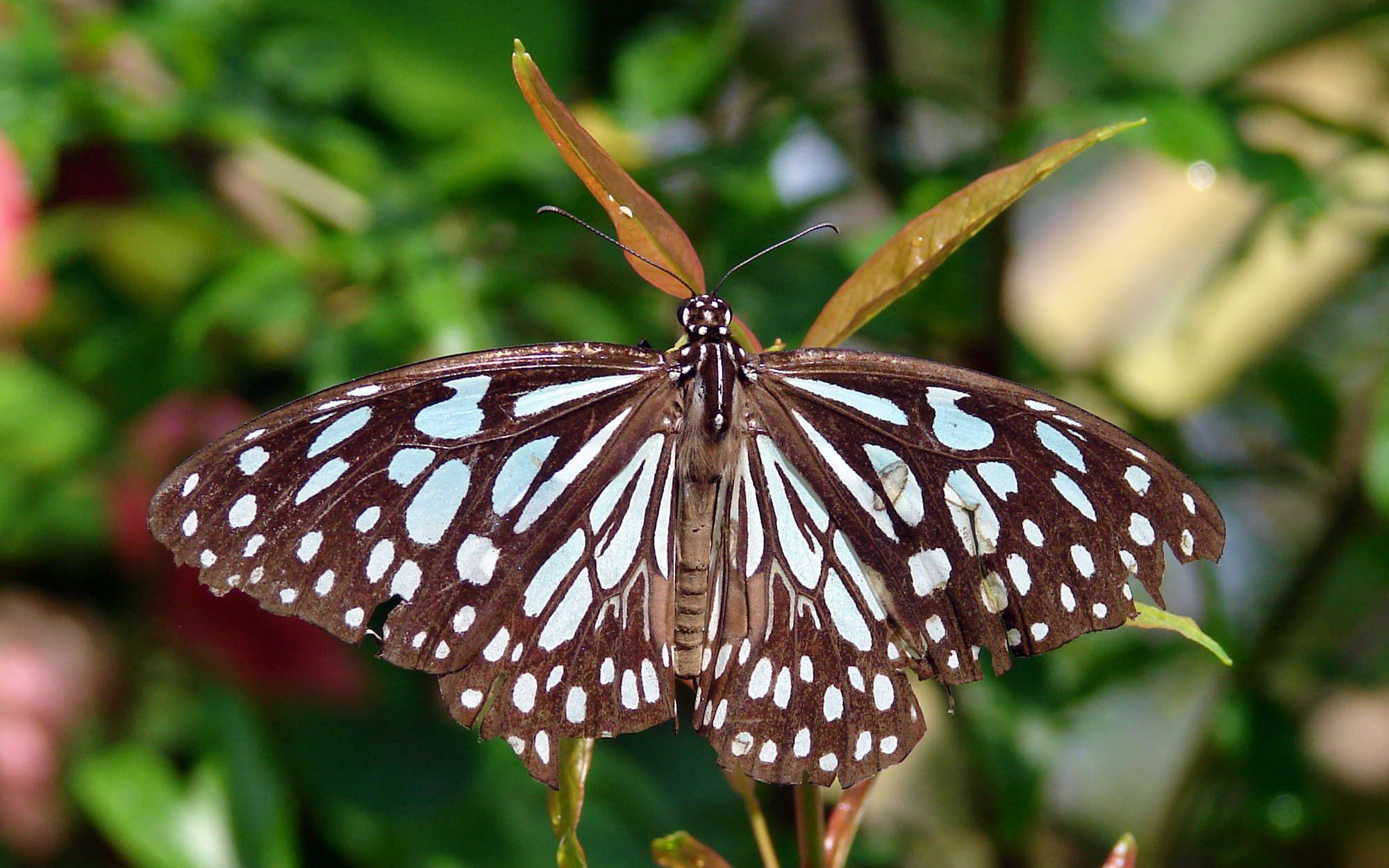 Blue Tiger (Tirumala limniace)