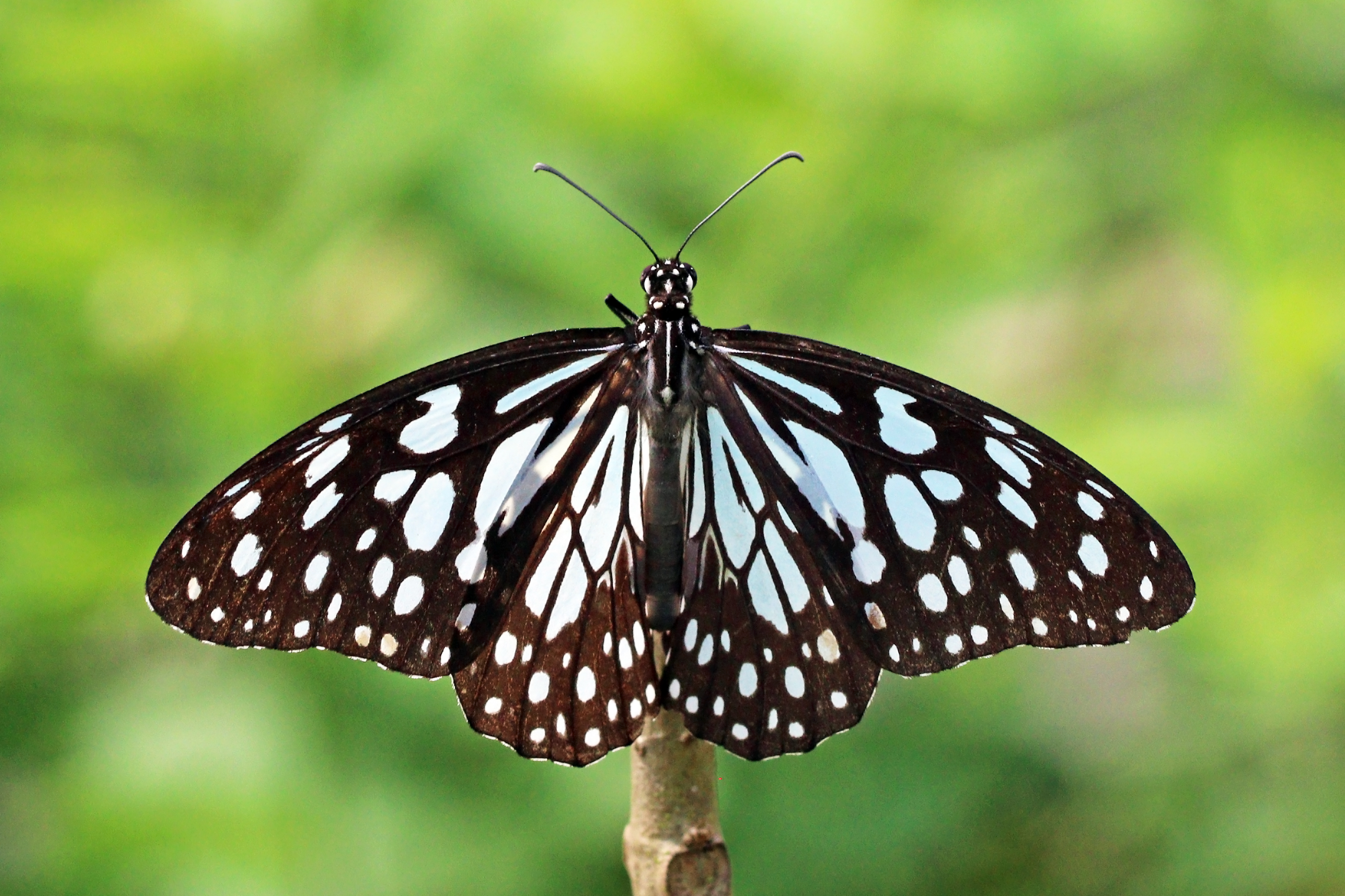 Blue tiger (Tirumala limniace exoticus)