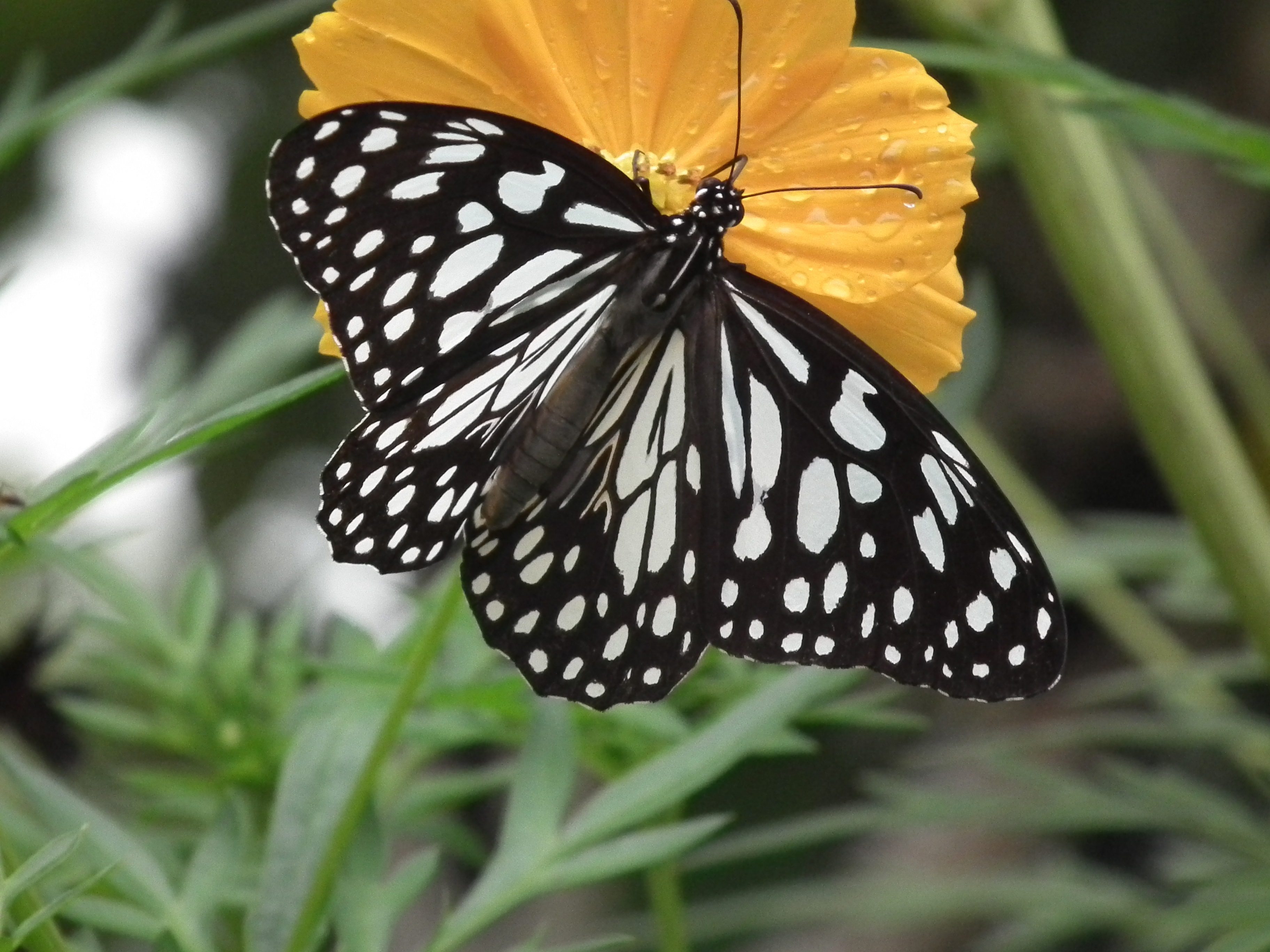 Blue Tiger from Thrissur, Kerala 5111