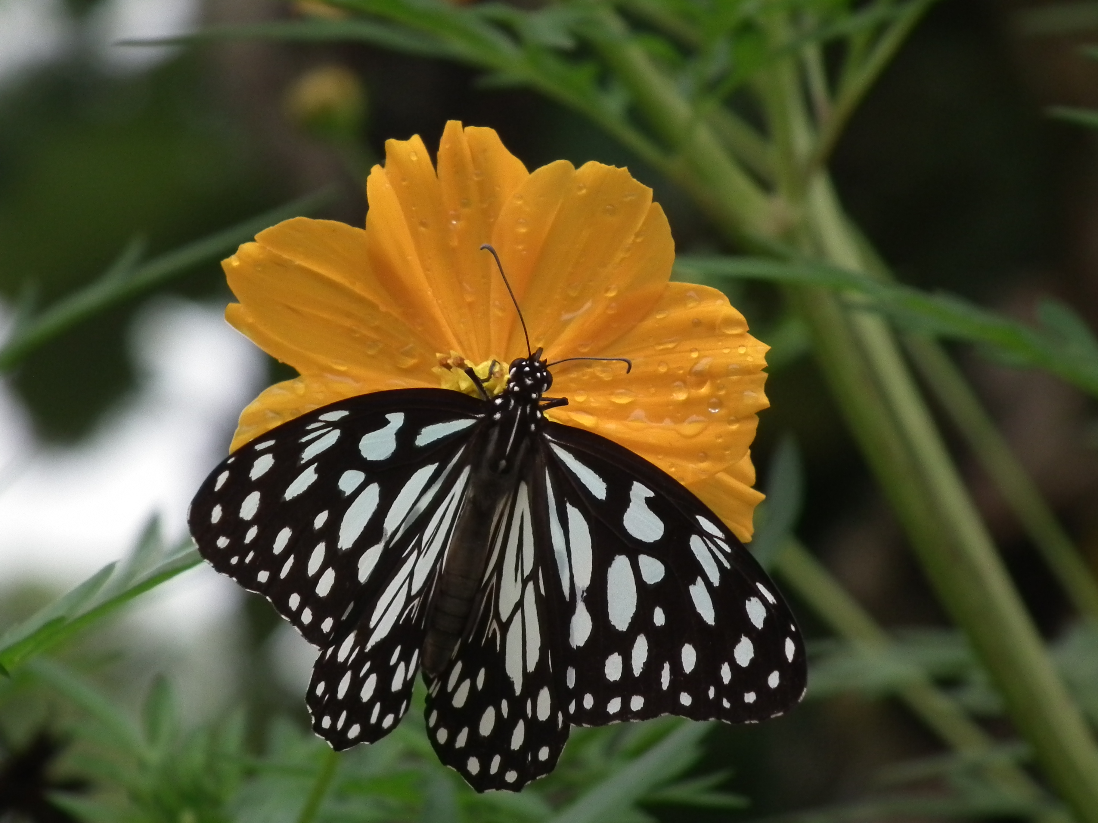 Blue Tiger from Thrissur, Kerala 5112
