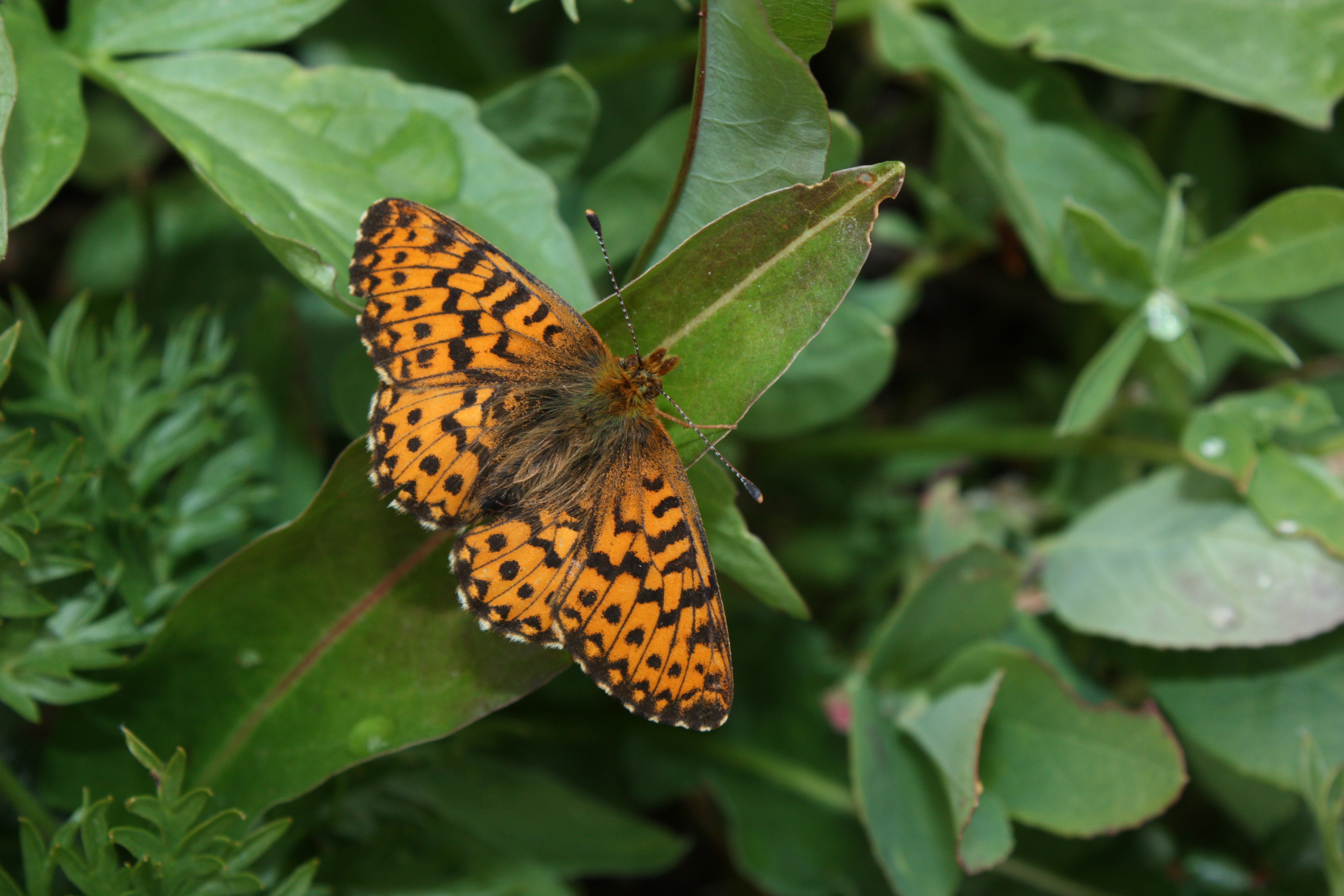 Boloria chariclea 8585