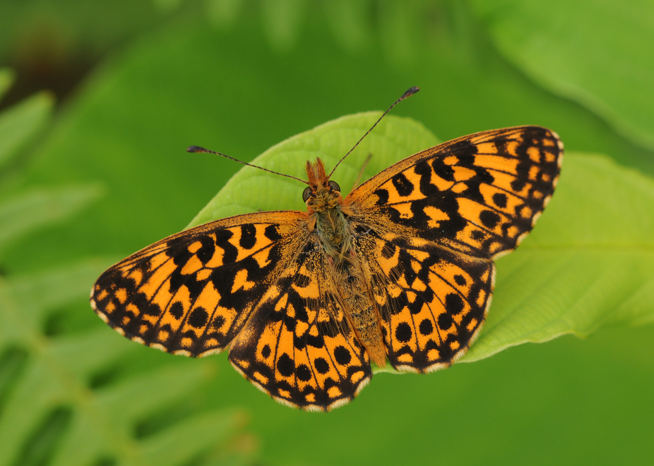 Boloria dia - Violet fritillary