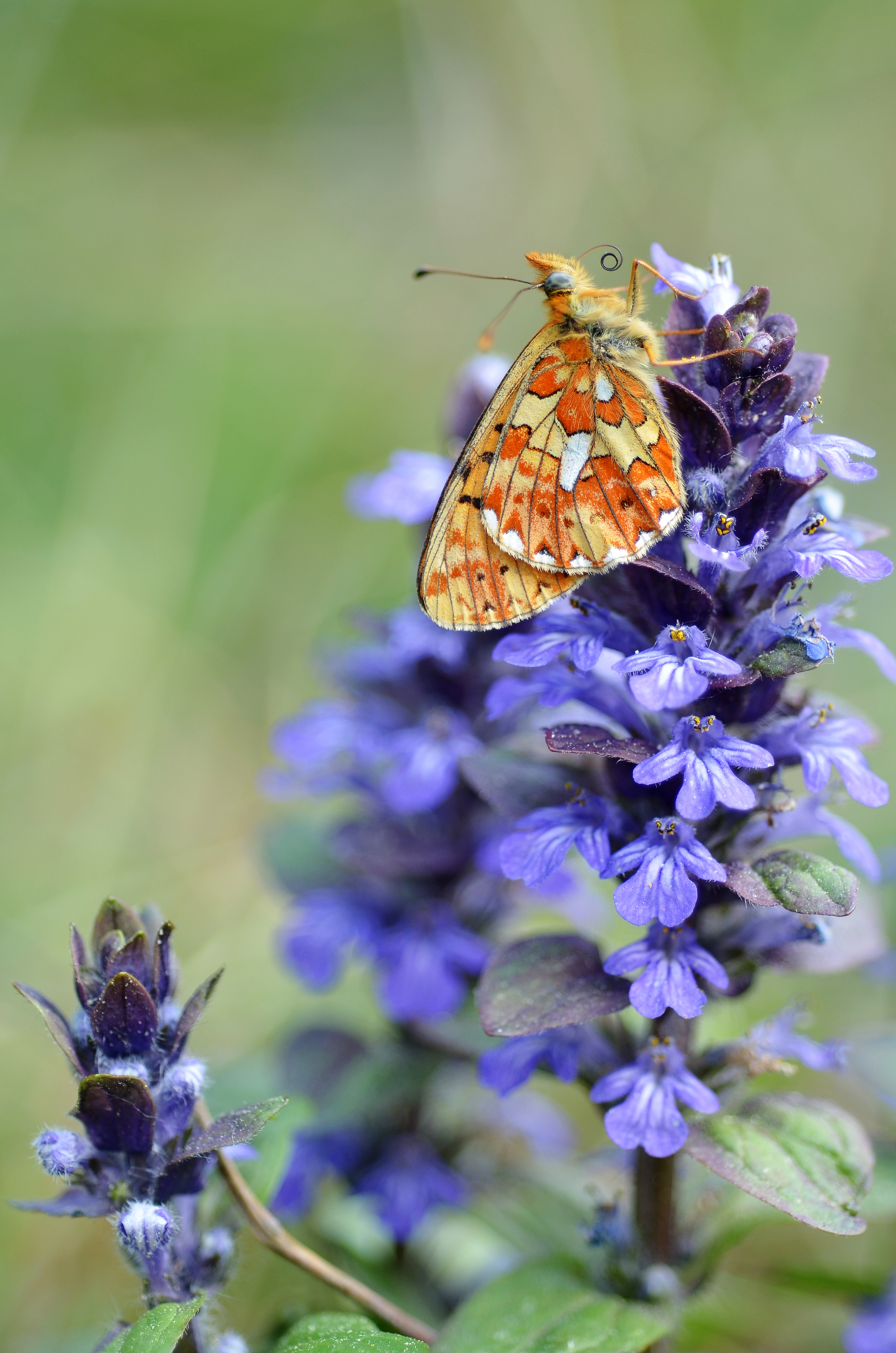 Boloria euphrosyne (5697520888)