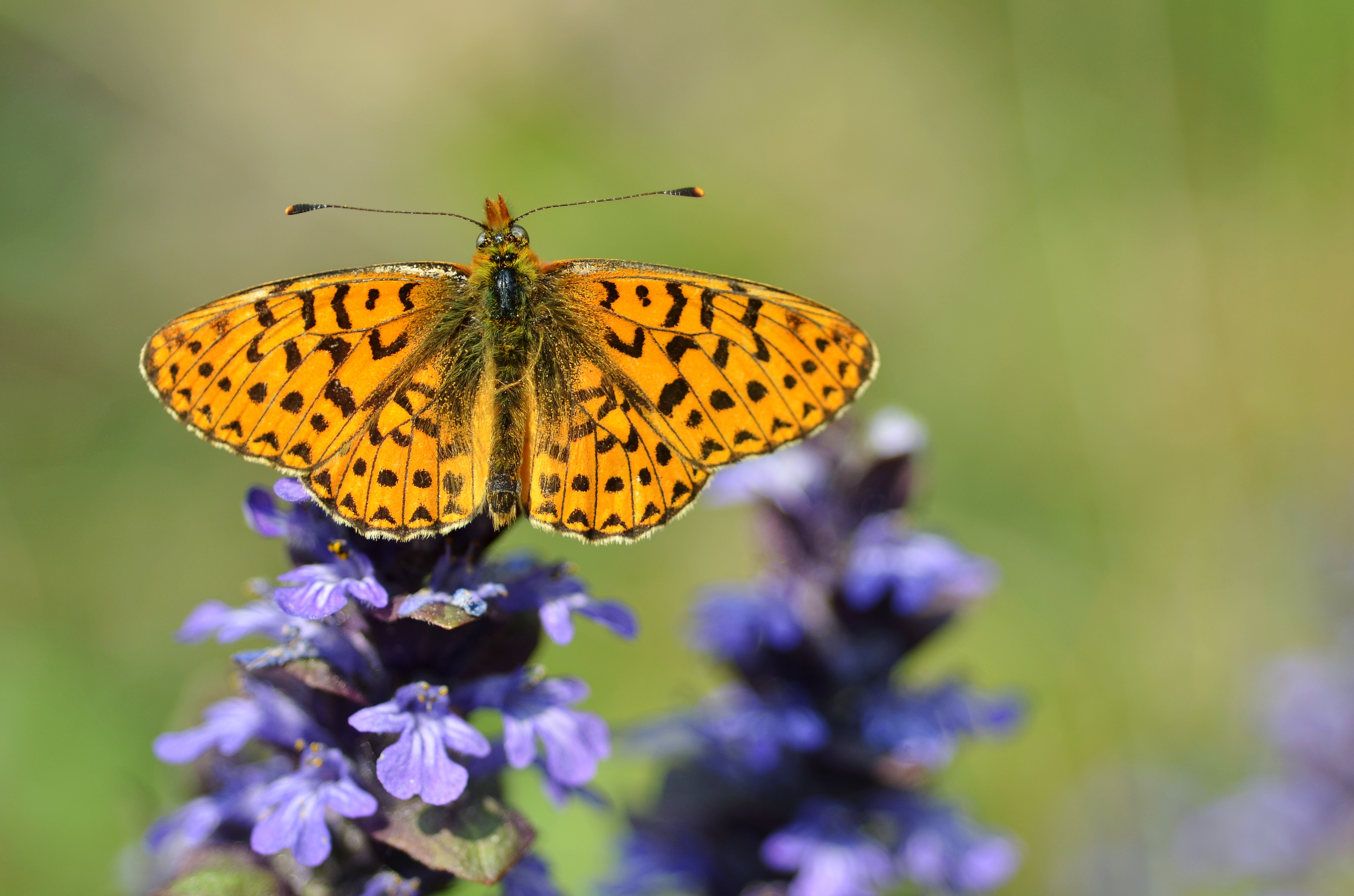 Boloria euphrosyne (5697524720)