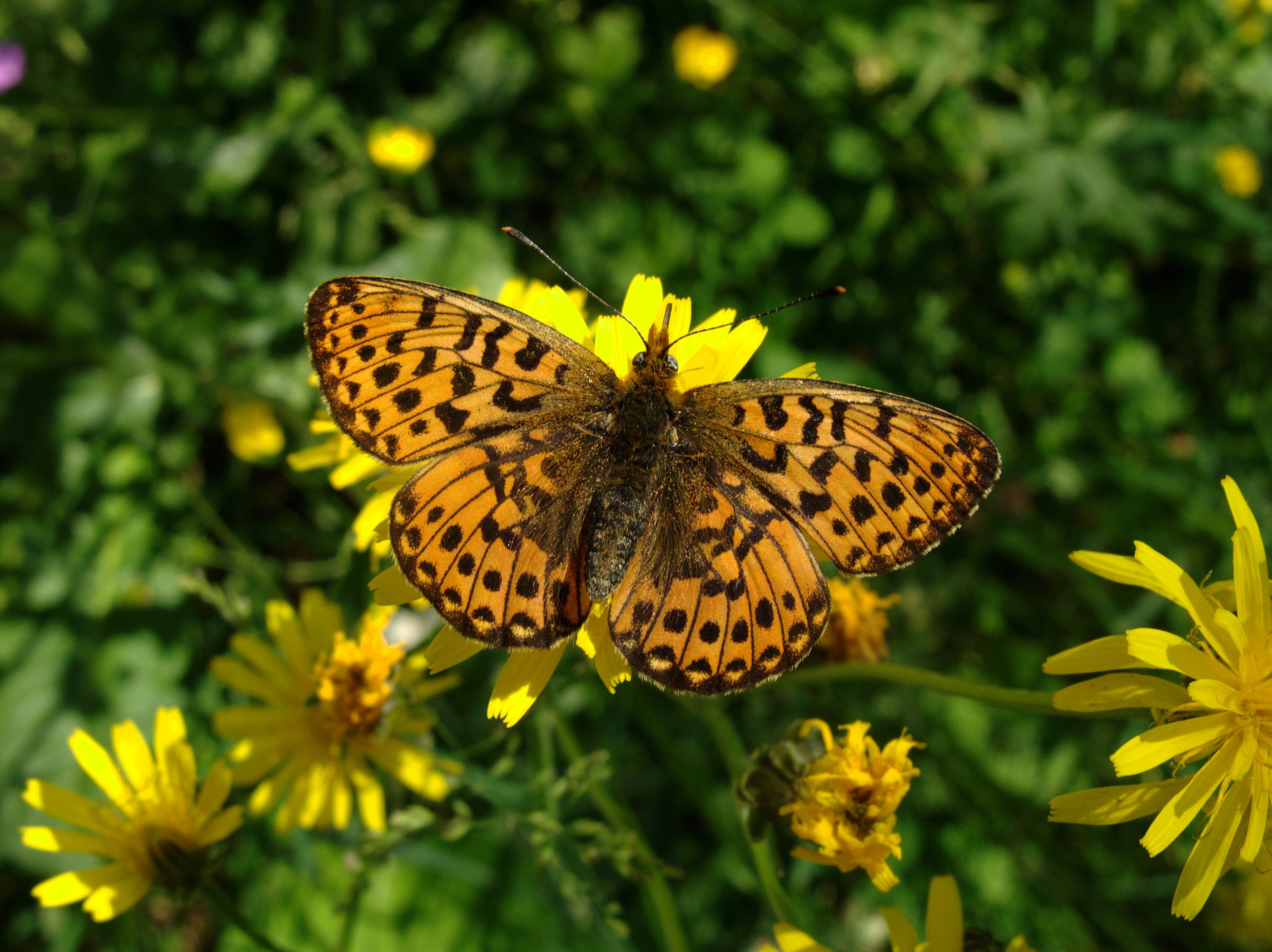 Boloria euphrosyne CH 1