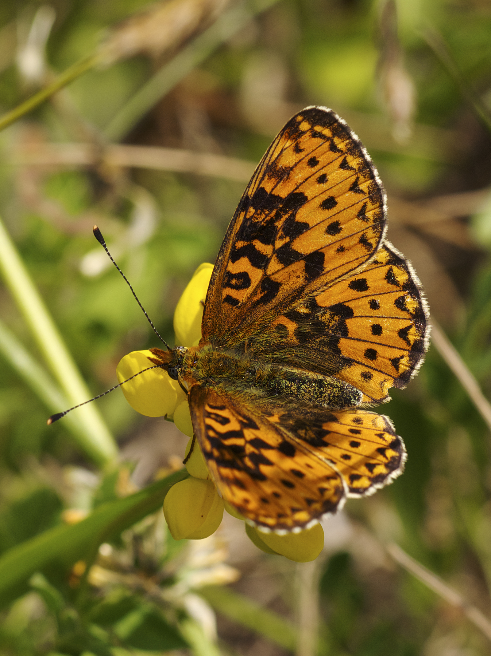 Boloria selene LC0293