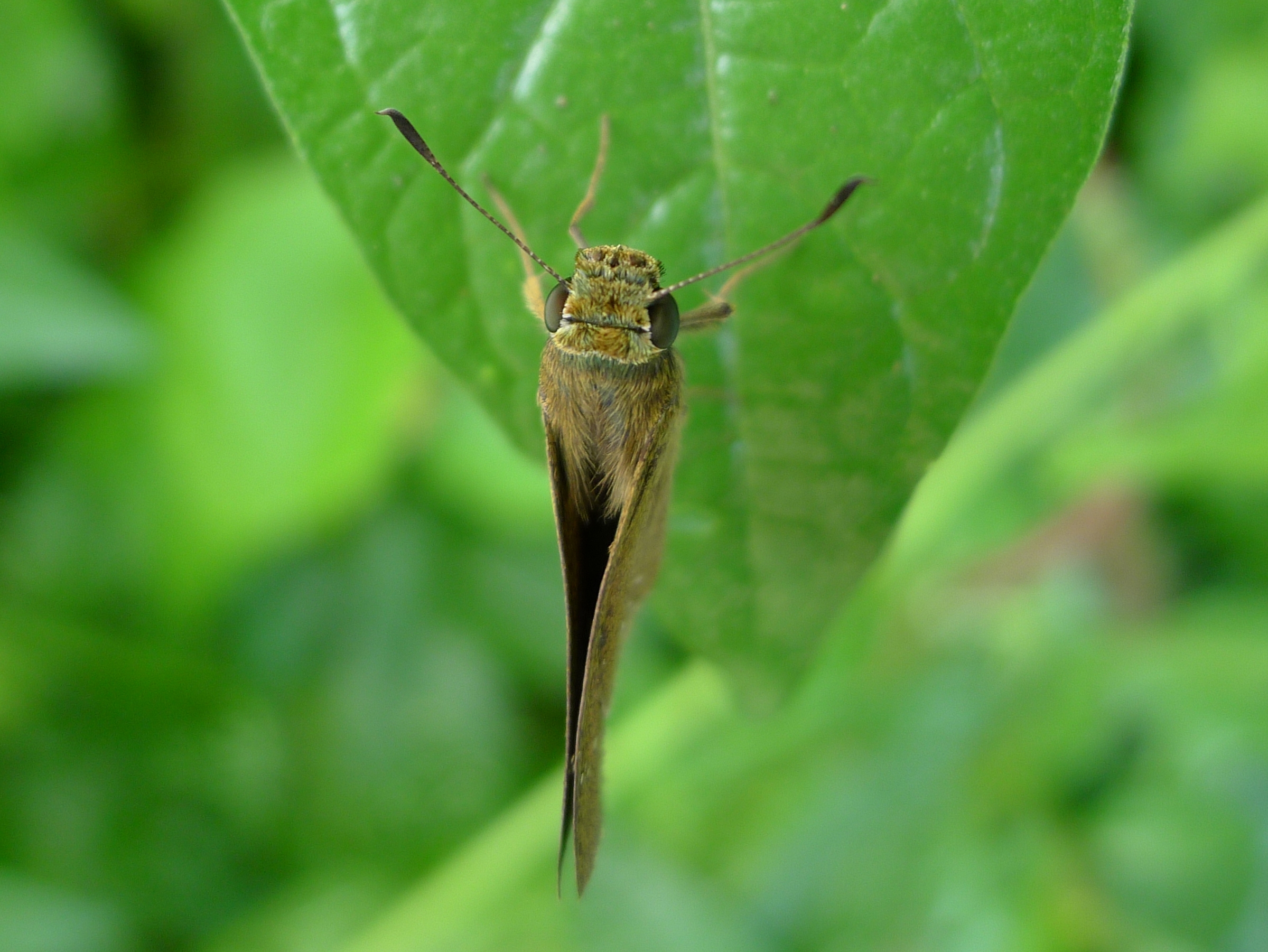Borbo cinnara 3