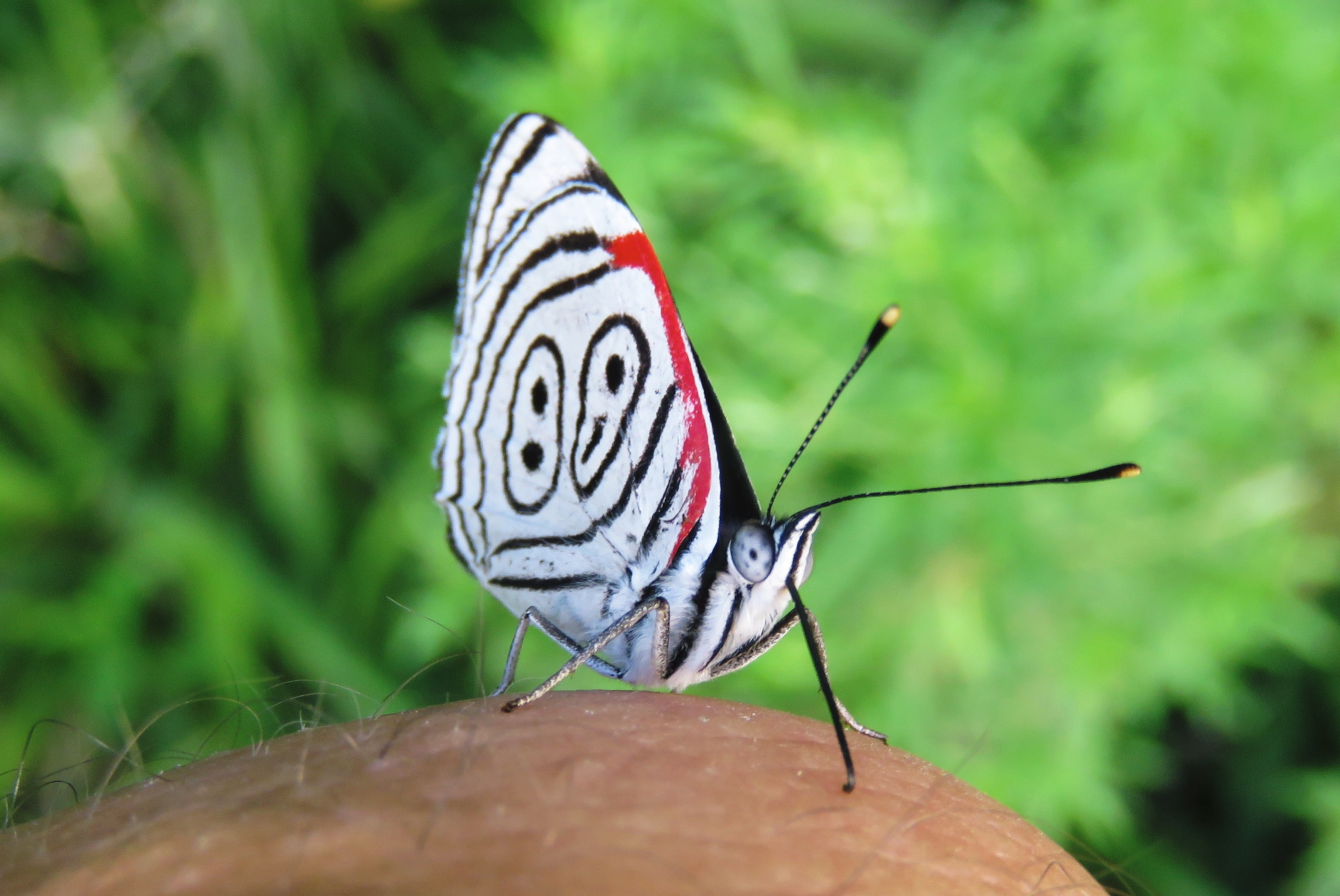 Borboleta 88 - 18-02-16 (17)