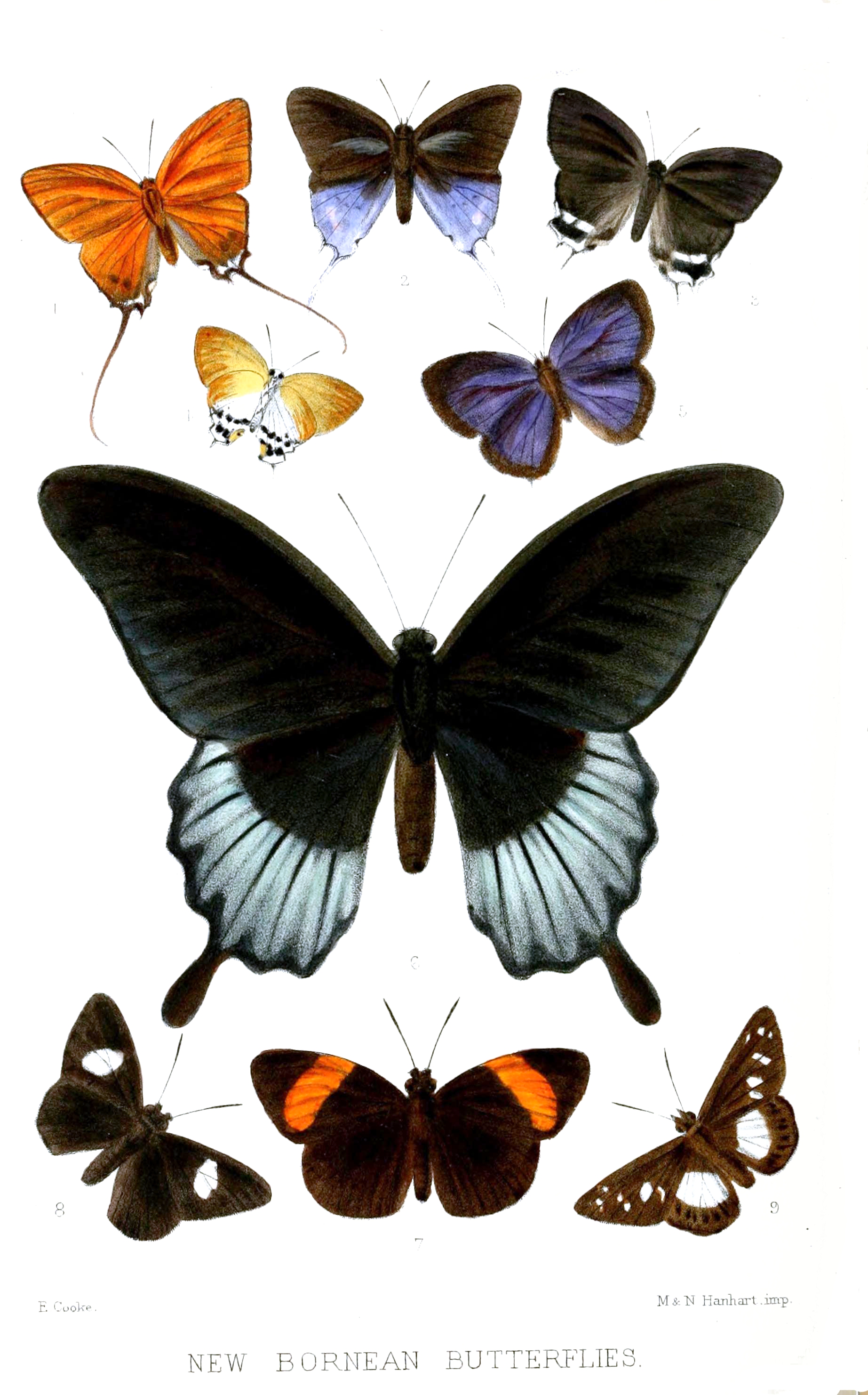 BorneanLepidoptera2 PZSL1873