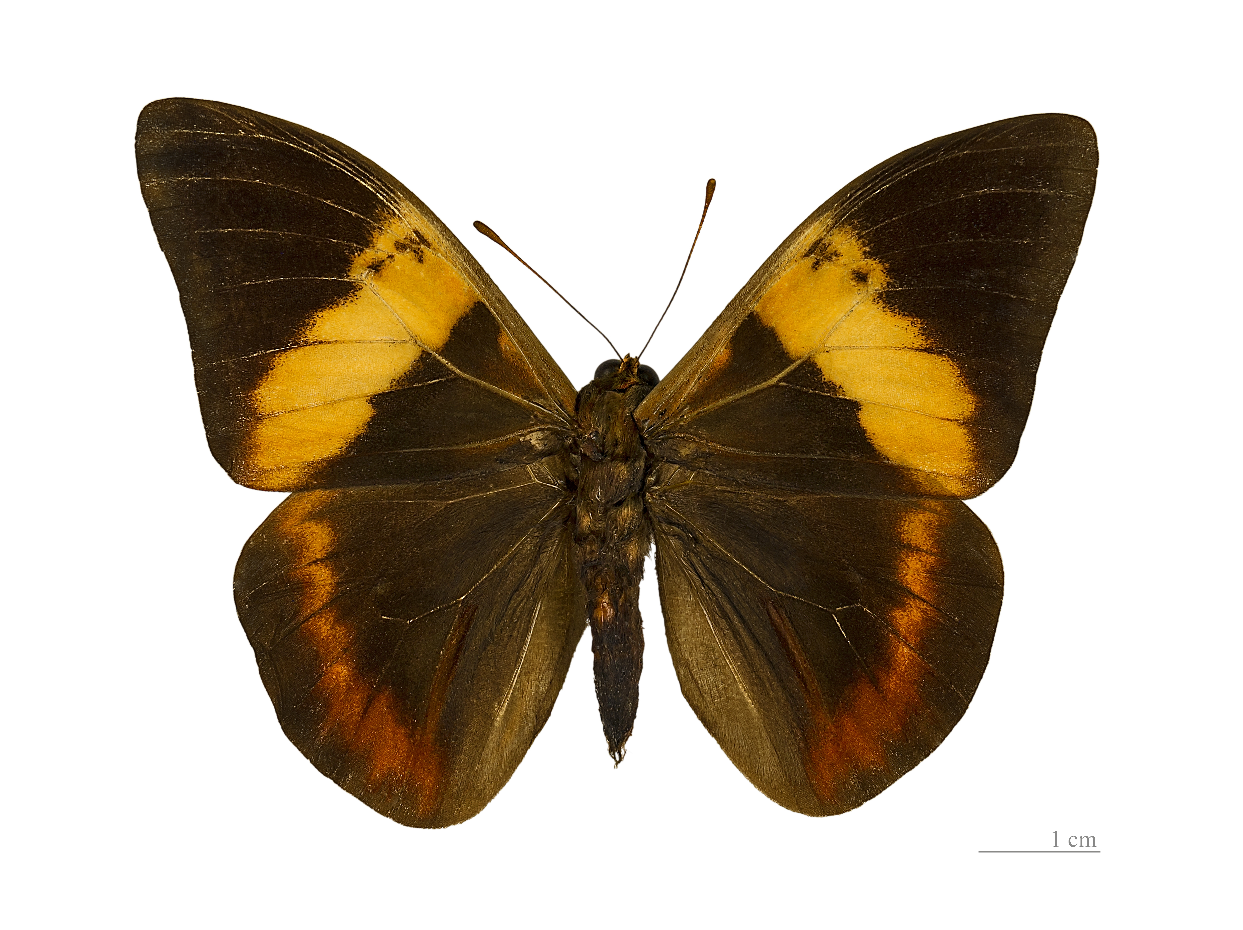 Brassolis sophorae MHNT Male dos