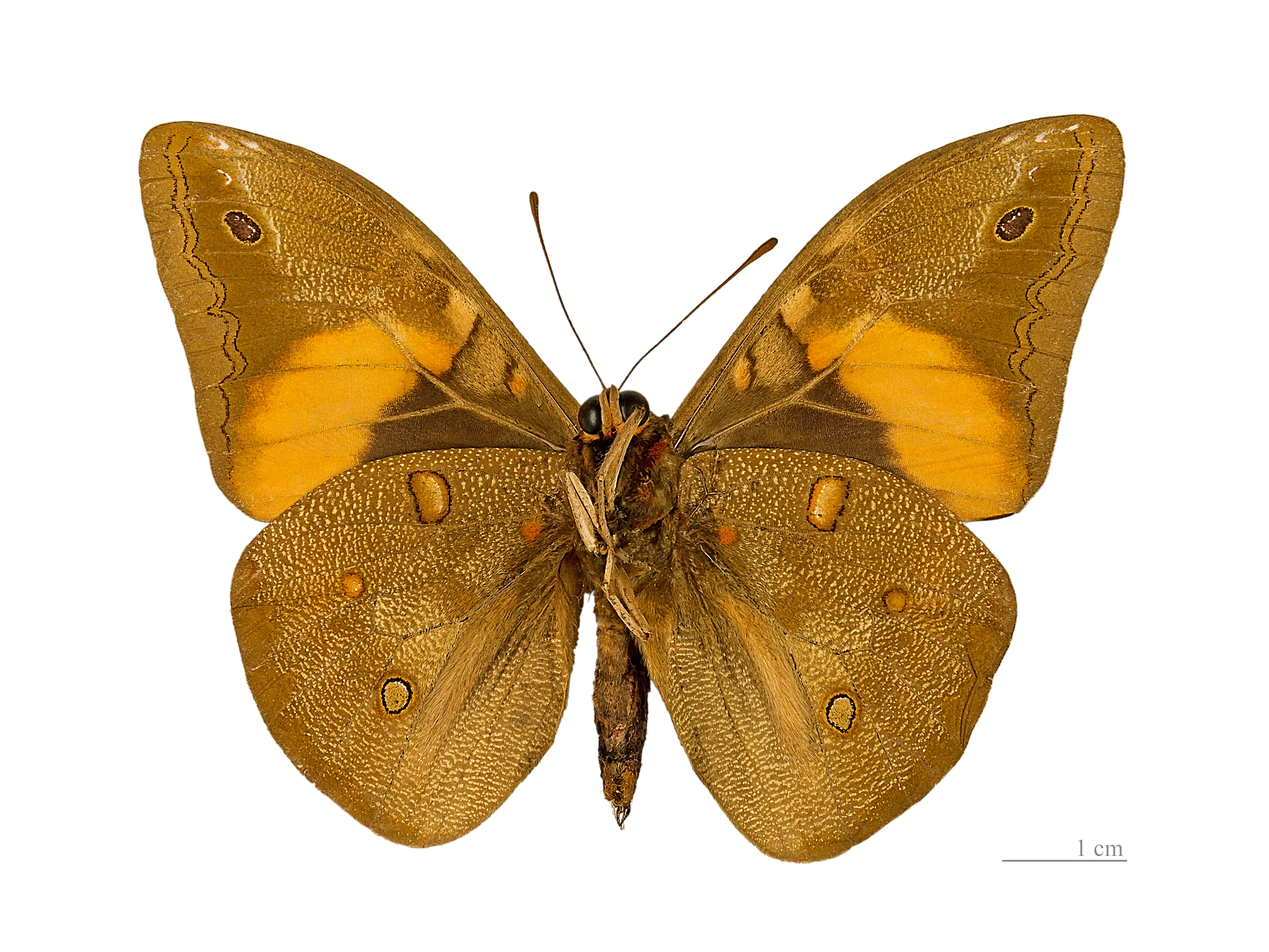 Brassolis sophorae MHNT Male ventre