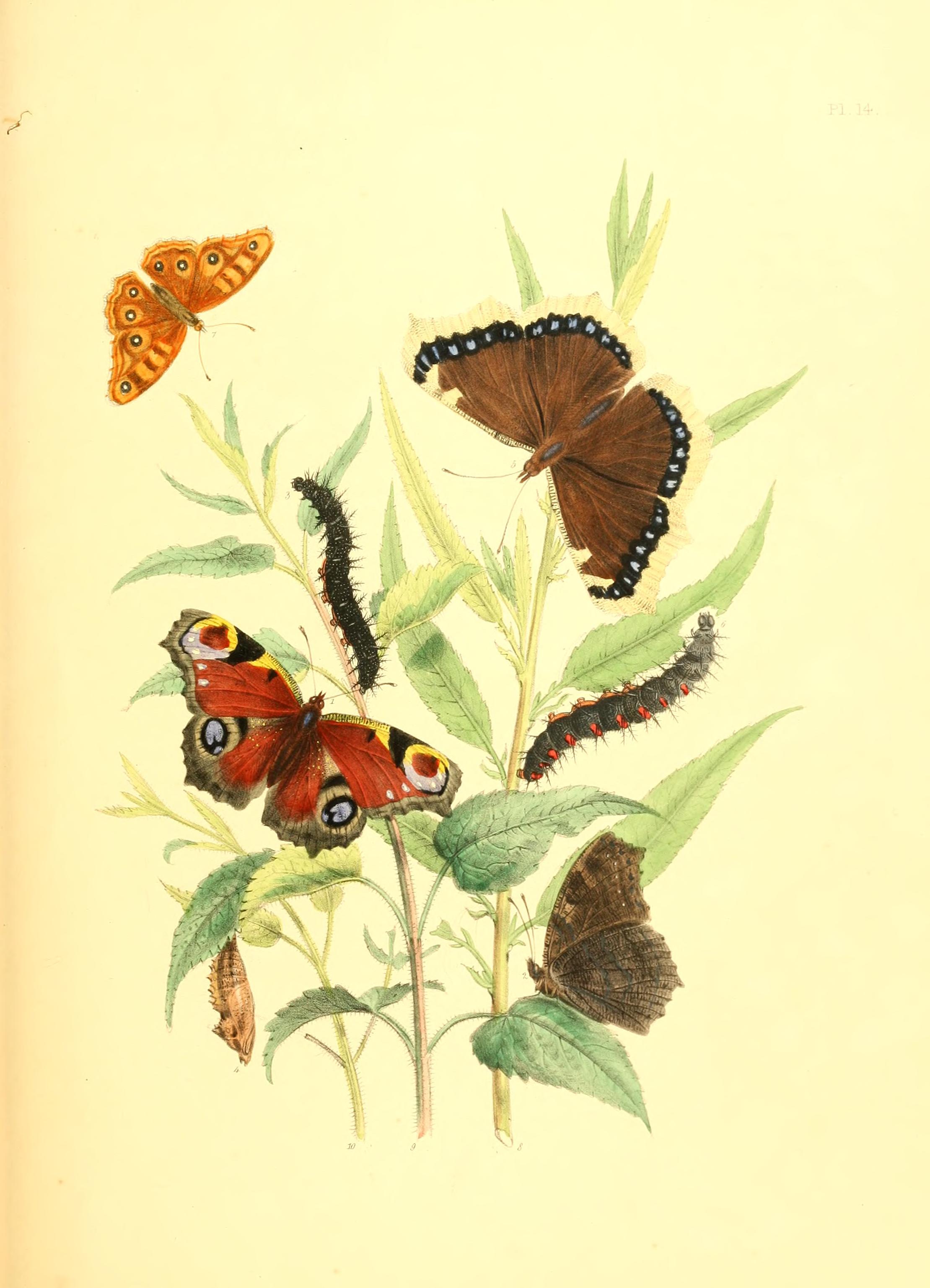 British butterflies and their transformations (Pl. 14) BHL12755851