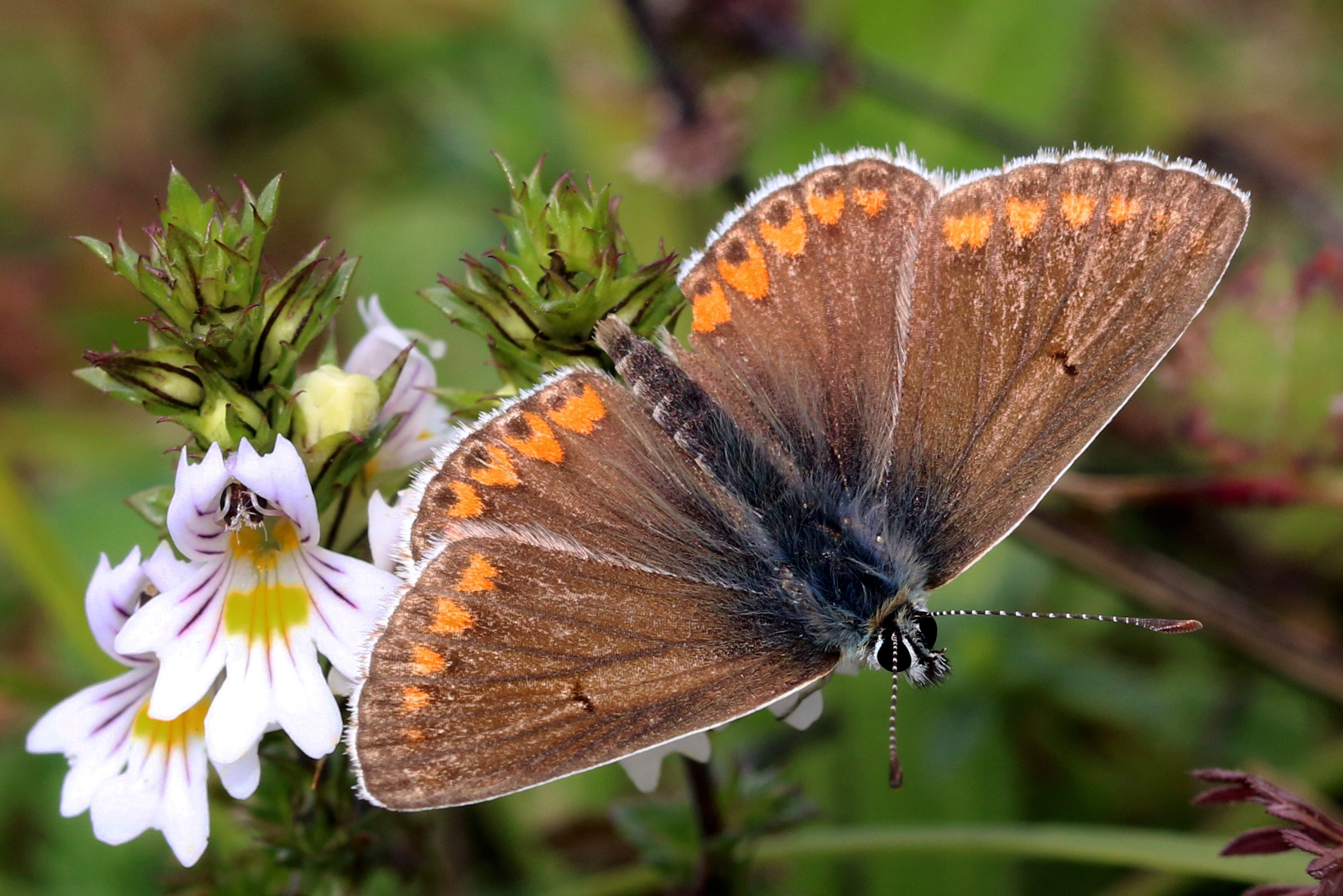 Brown argus (aricia agestis) male