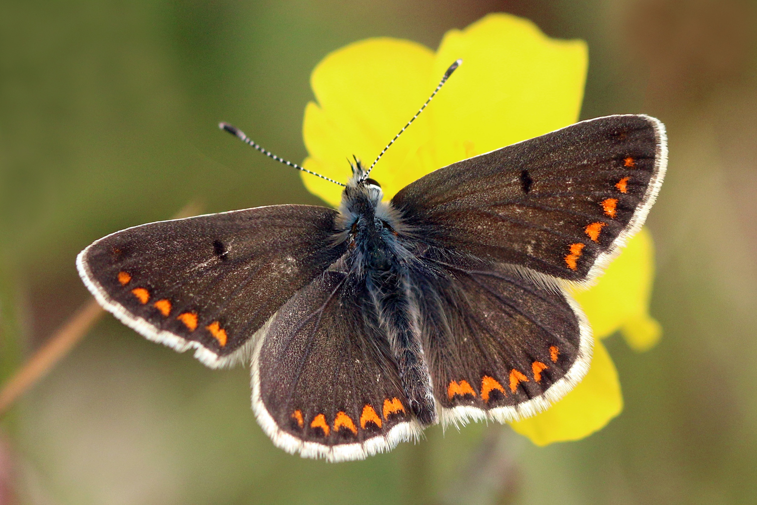 Brown argus (Aricia agestis) male 2