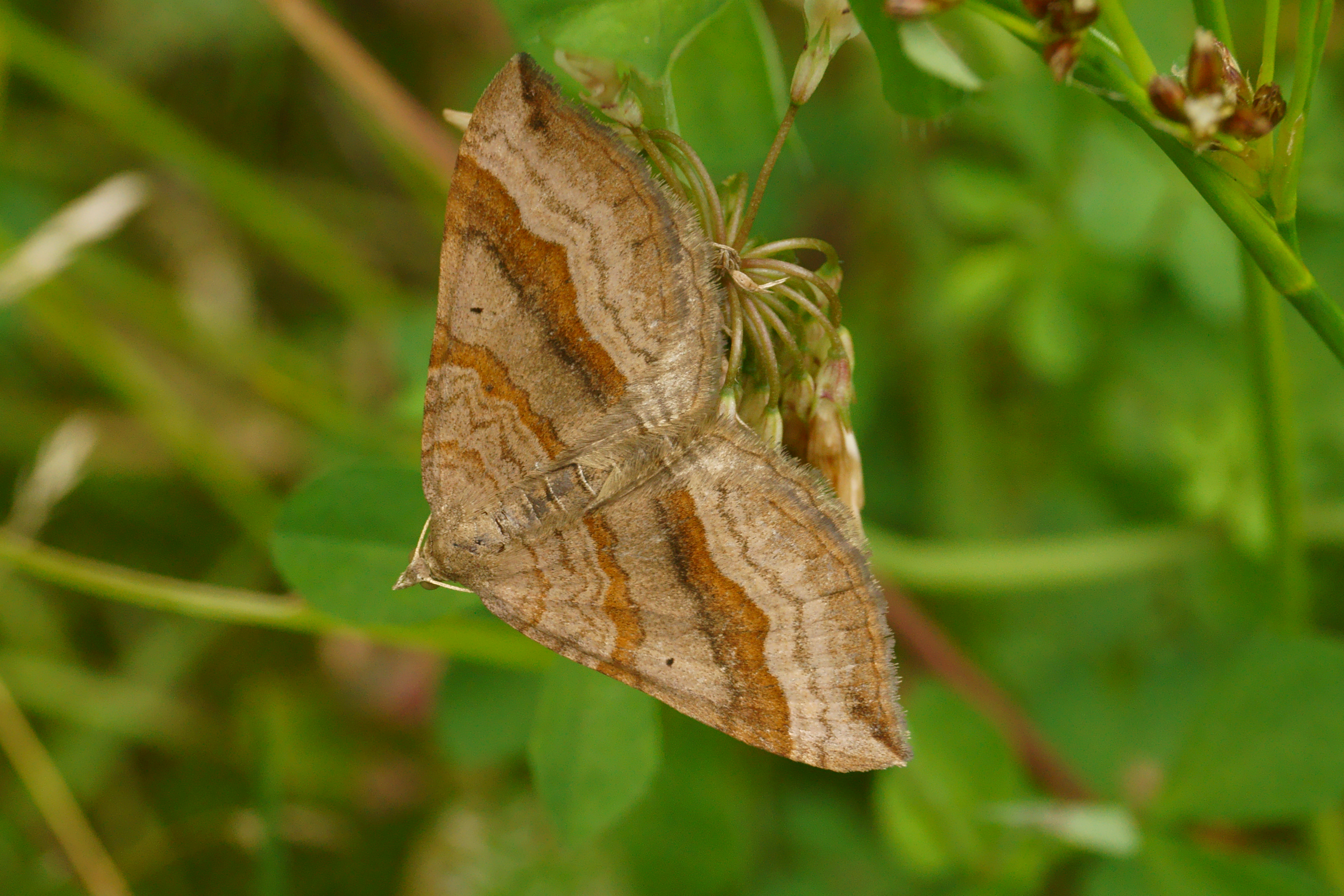 Brown Butterfly (05)