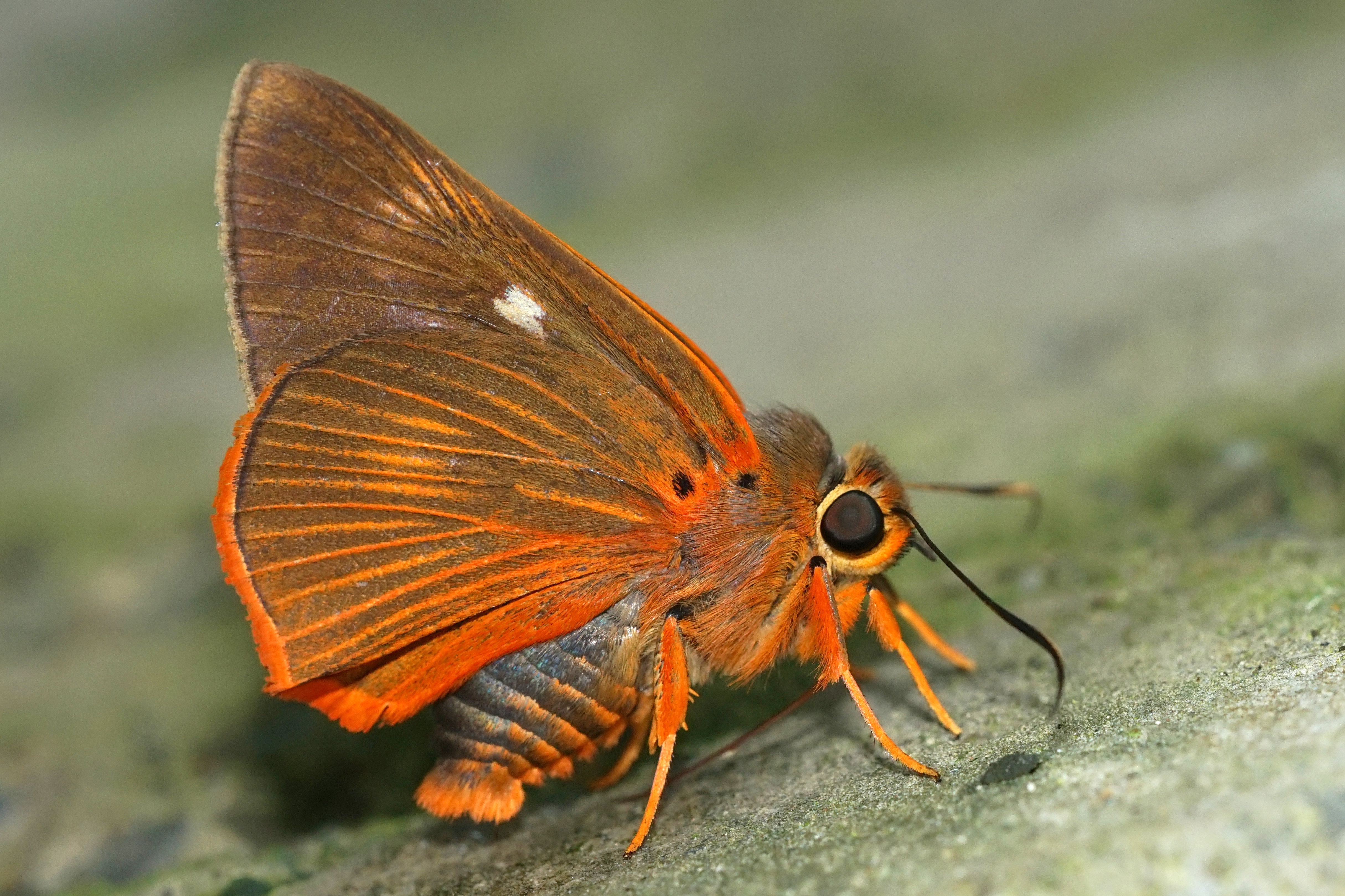 Burara jaina formosana 20140621