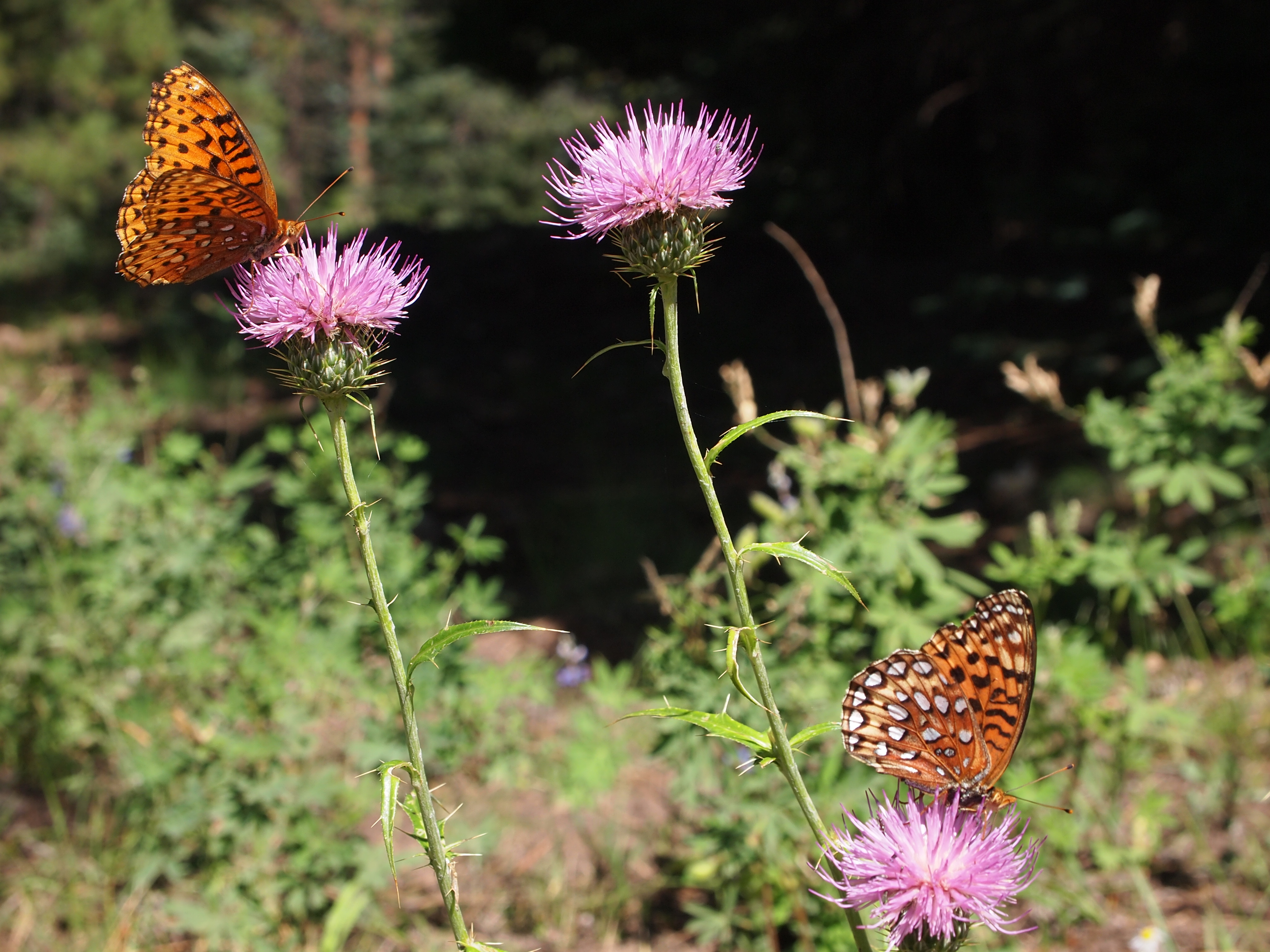 Butterflies (5416224153)