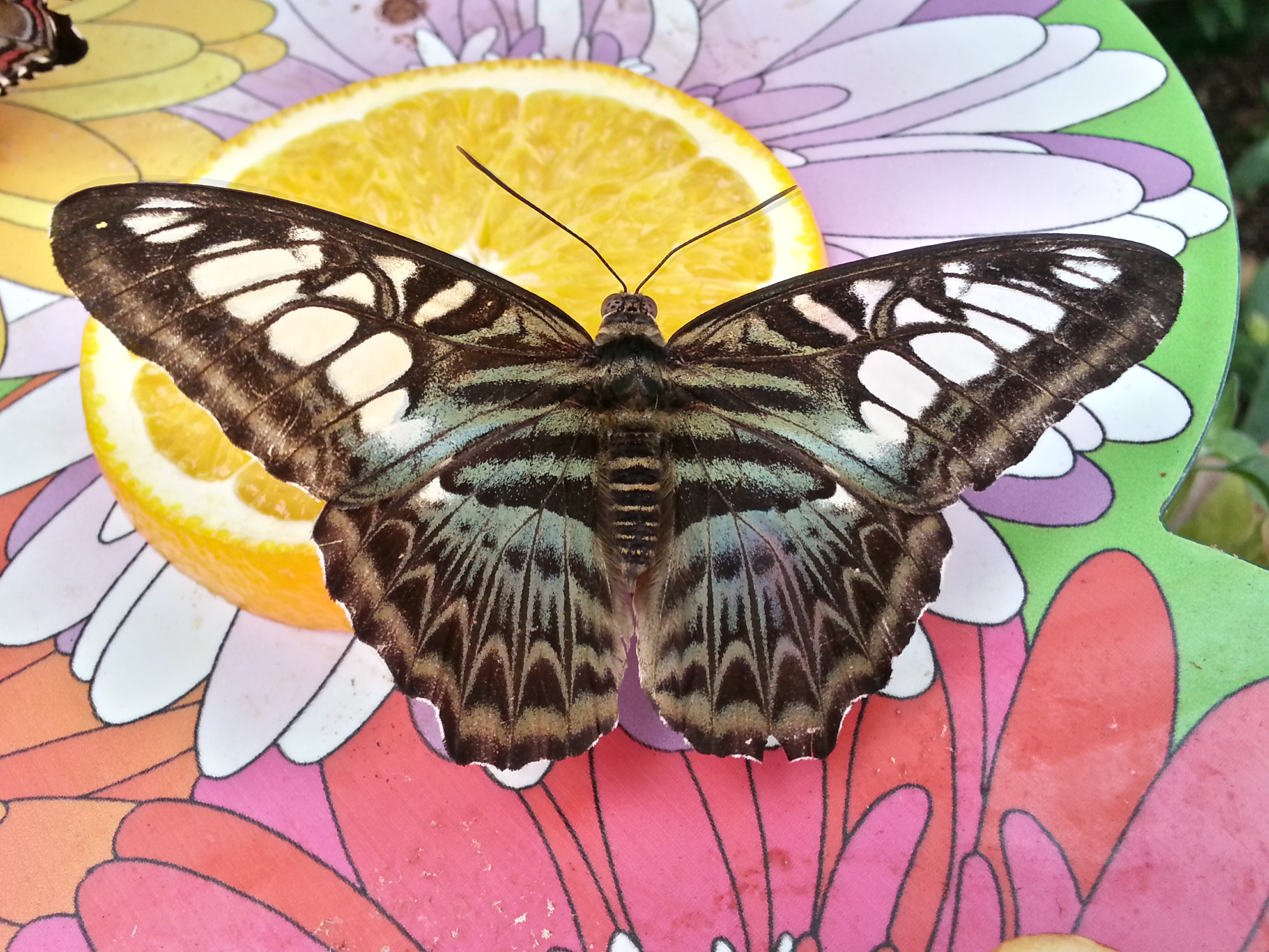 Butterfly 10