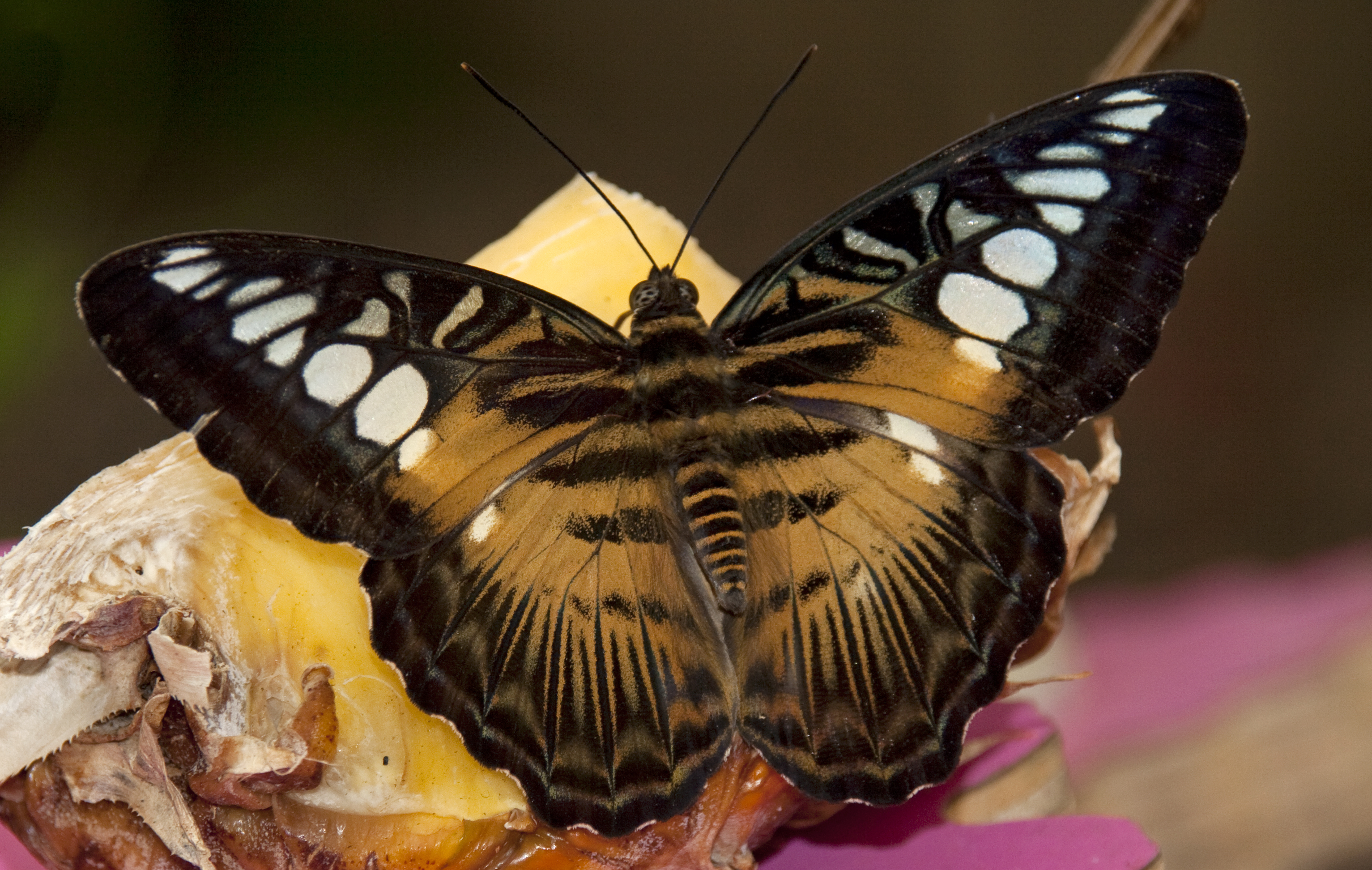 Butterfly 5 (4867225892)