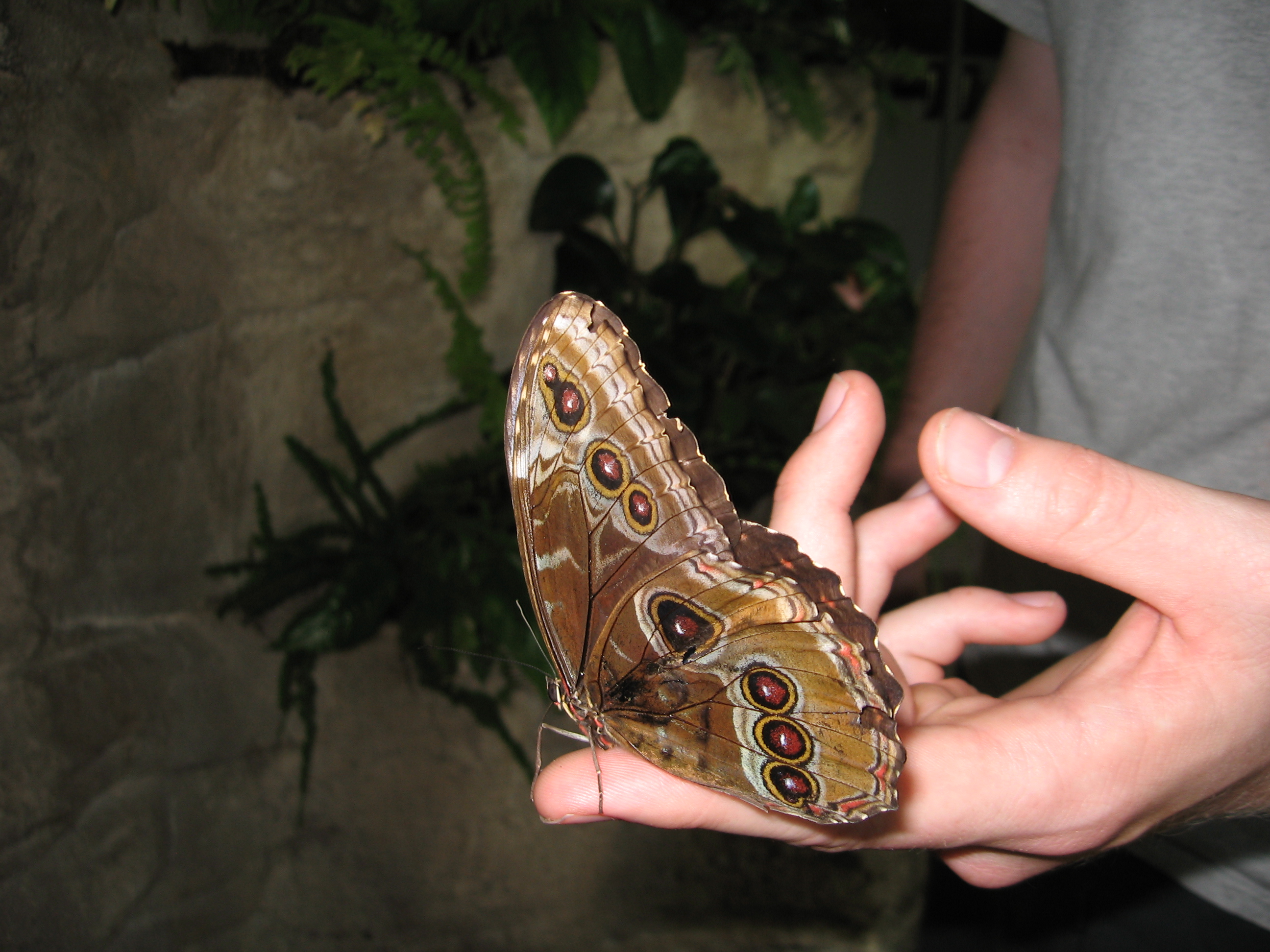 Butterfly 5 houston