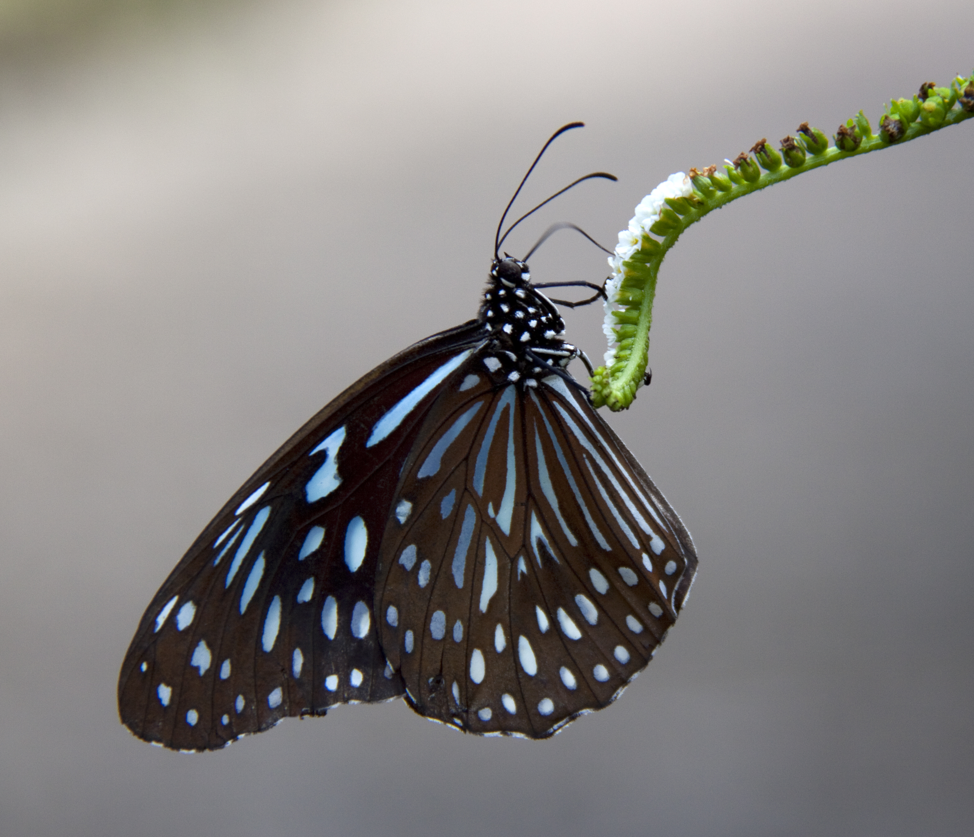 Butterfly 5s (5662439413)