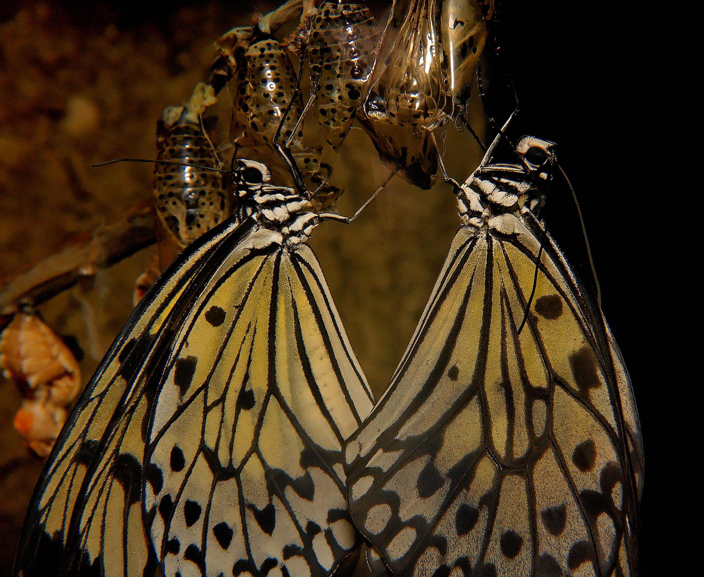 Butterfly 8698