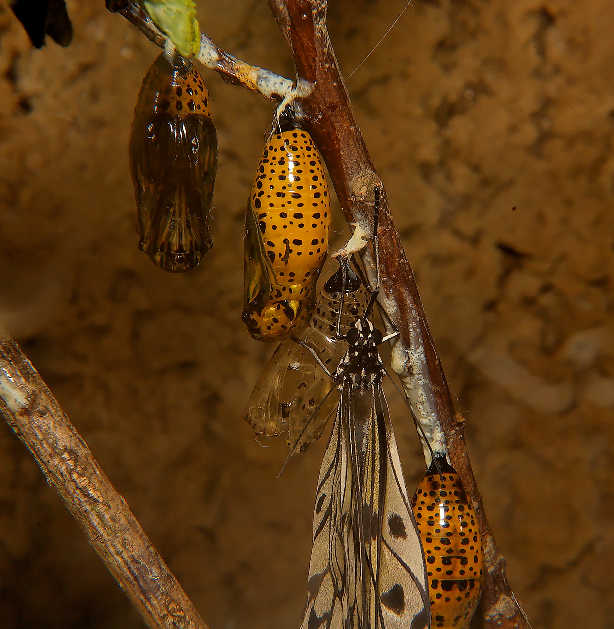 Butterfly 8699