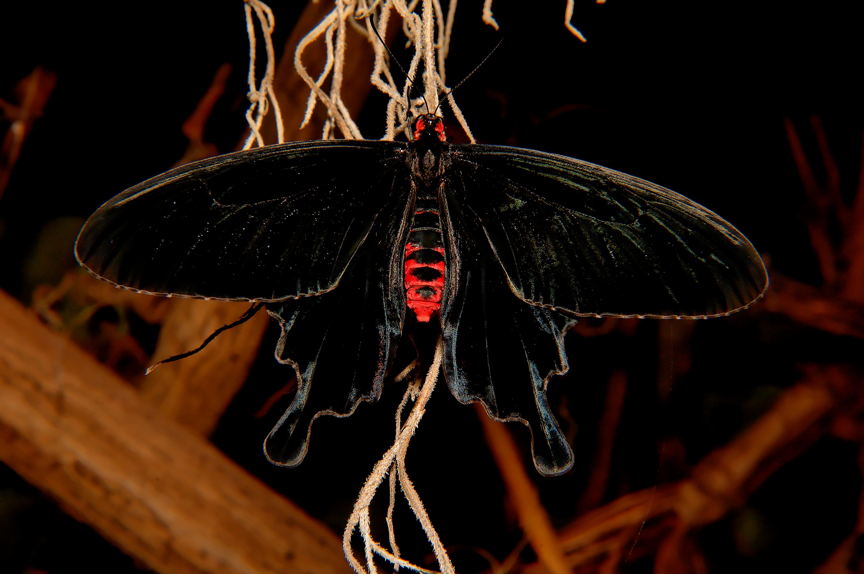 Butterfly 8701