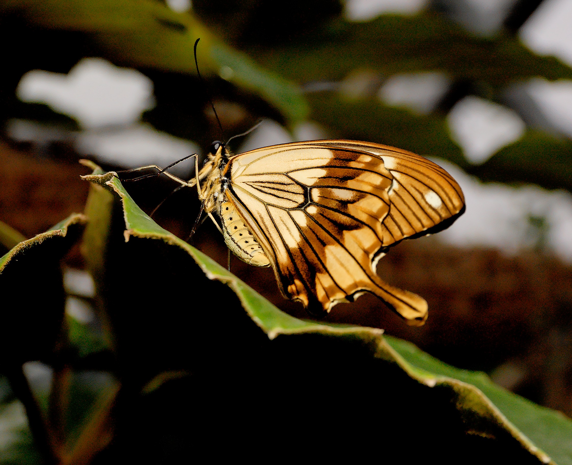 Butterfly 8719