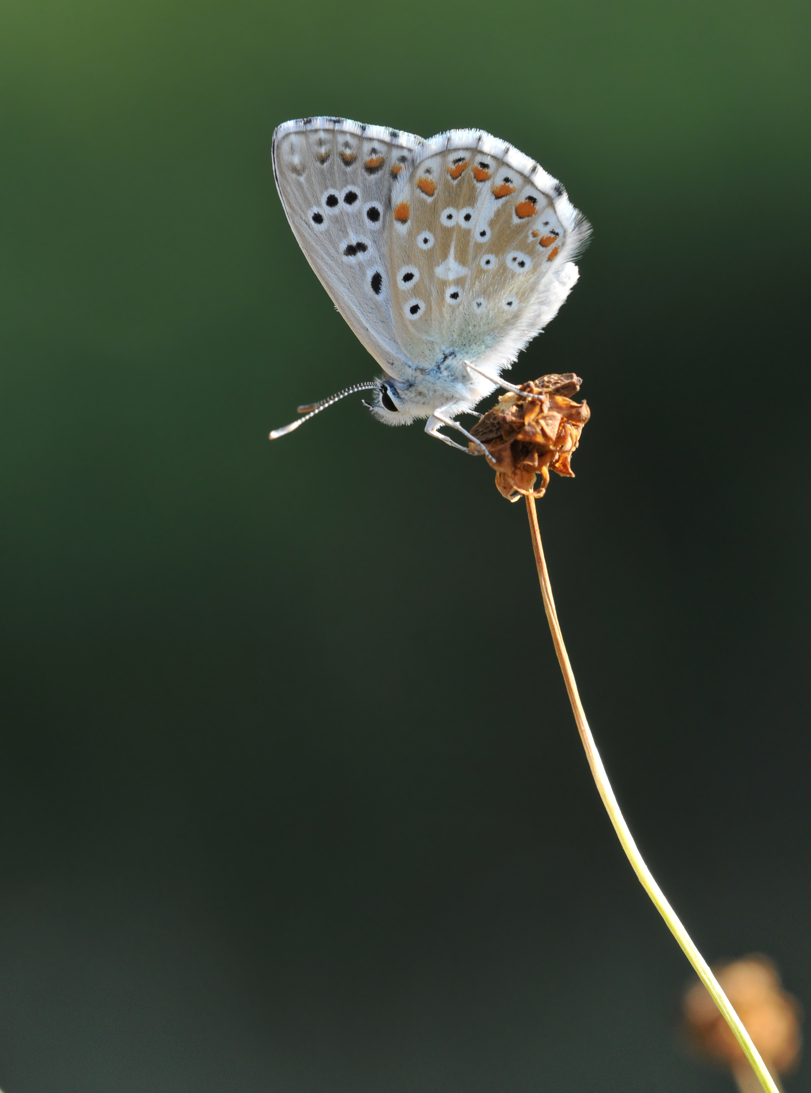 Butterfly Adonis Blue - Polyommatus bellargus