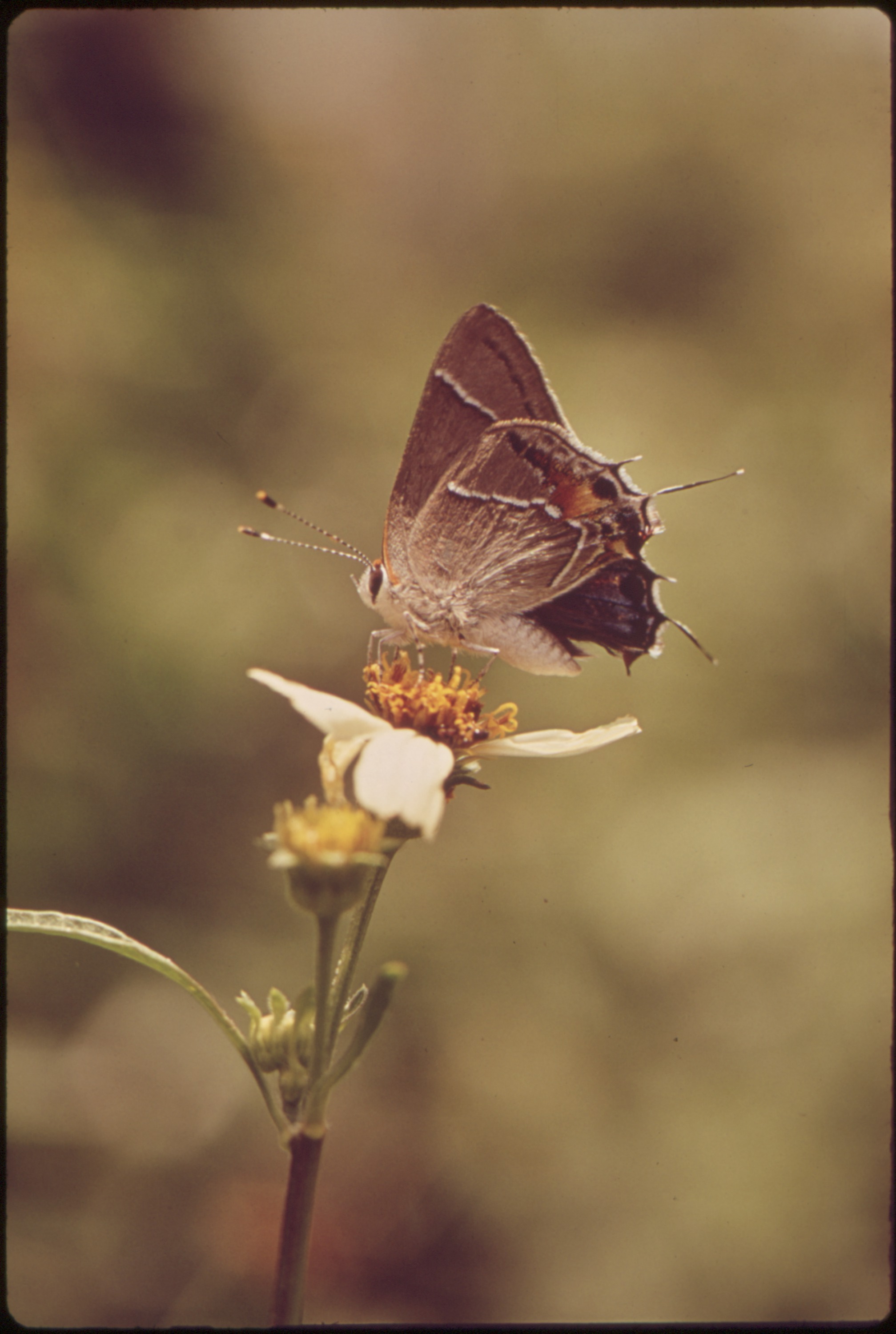 BUTTERFLY AND WILDFLOWERS - NARA - 544479