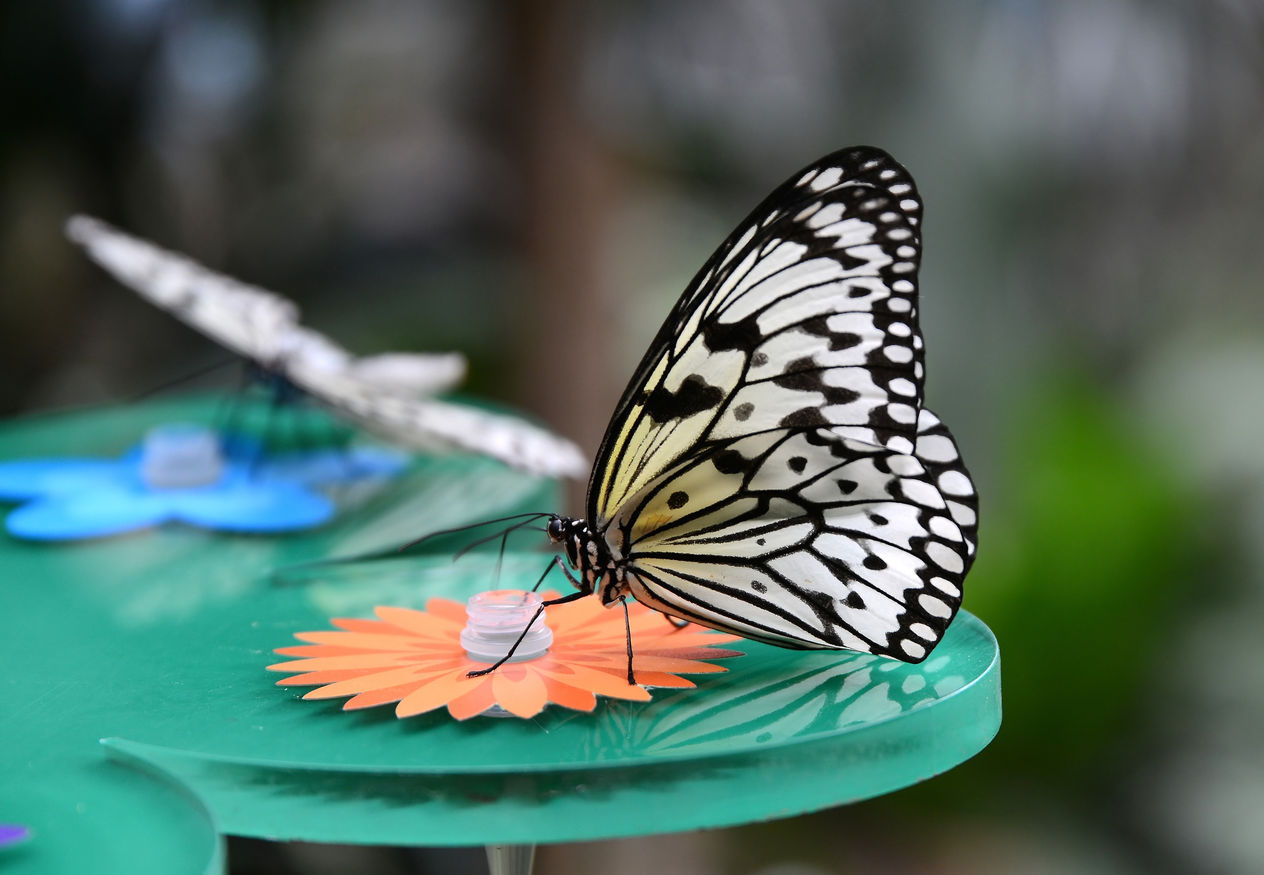 Butterfly Antwerp July 2015-2a