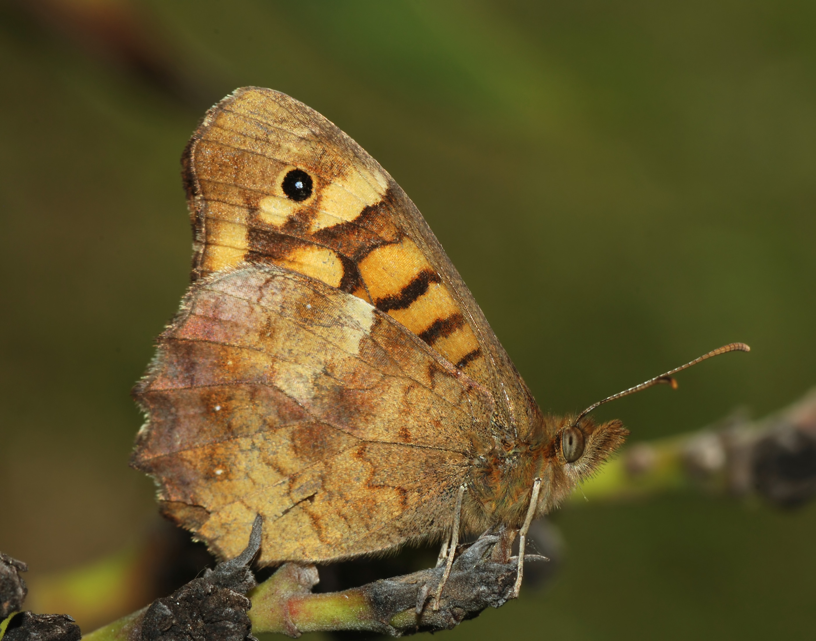 Butterfly April 2008-1