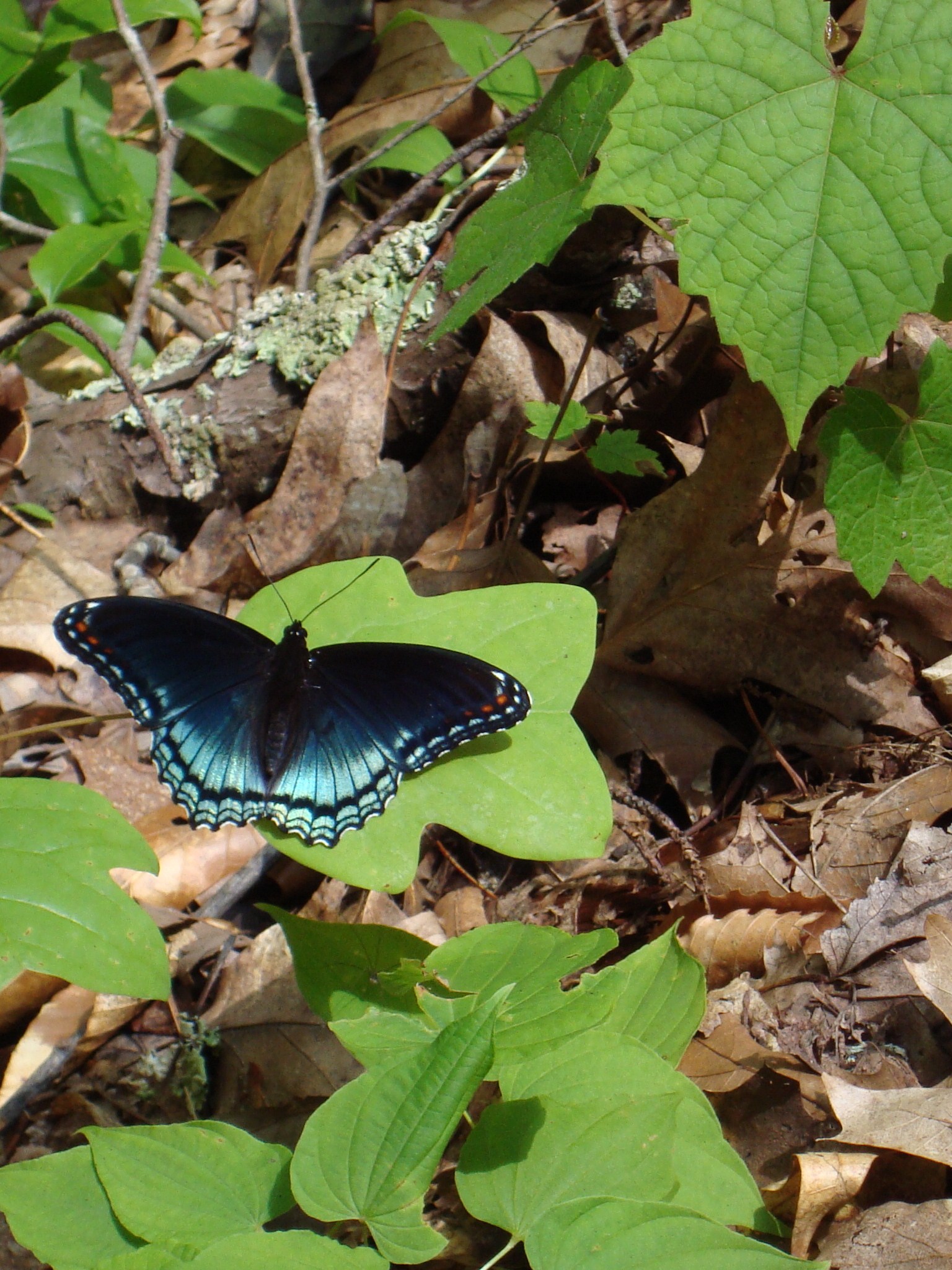 Butterfly at Douthat (7414954338) (2)