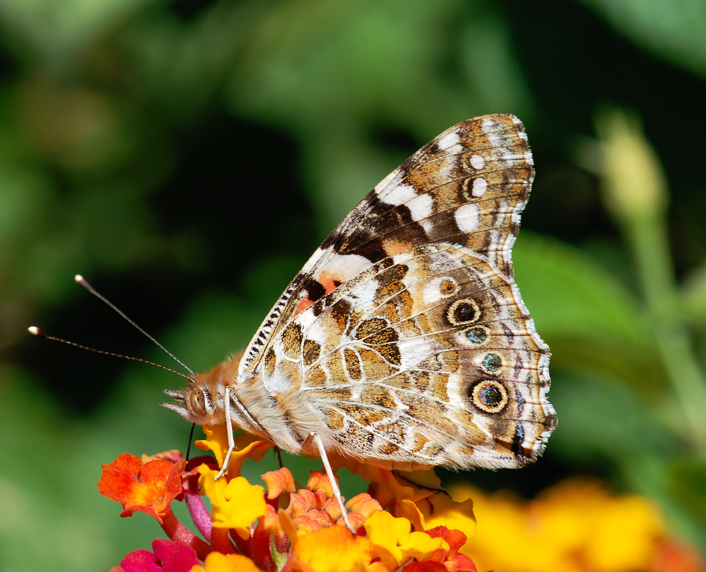 Butterfly August 2008-3