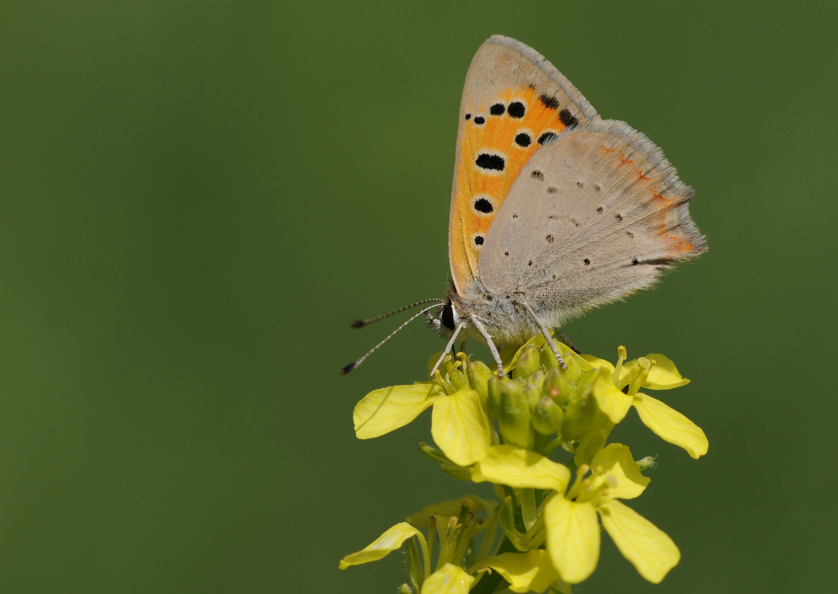 Butterfly Common Copper - Lycaena phlaeas 01