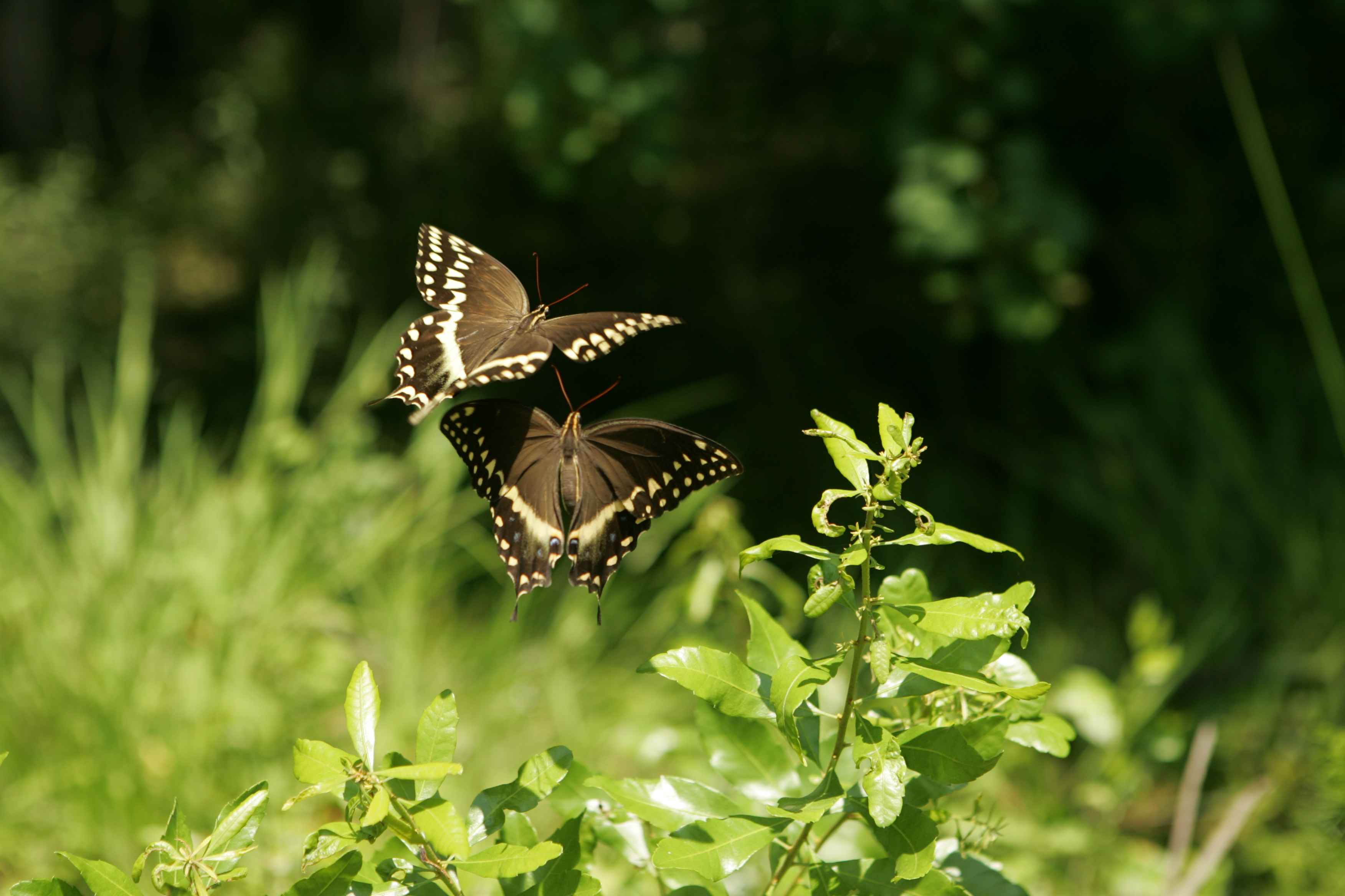 Butterfly dance a pair of butterflies hover over plant material