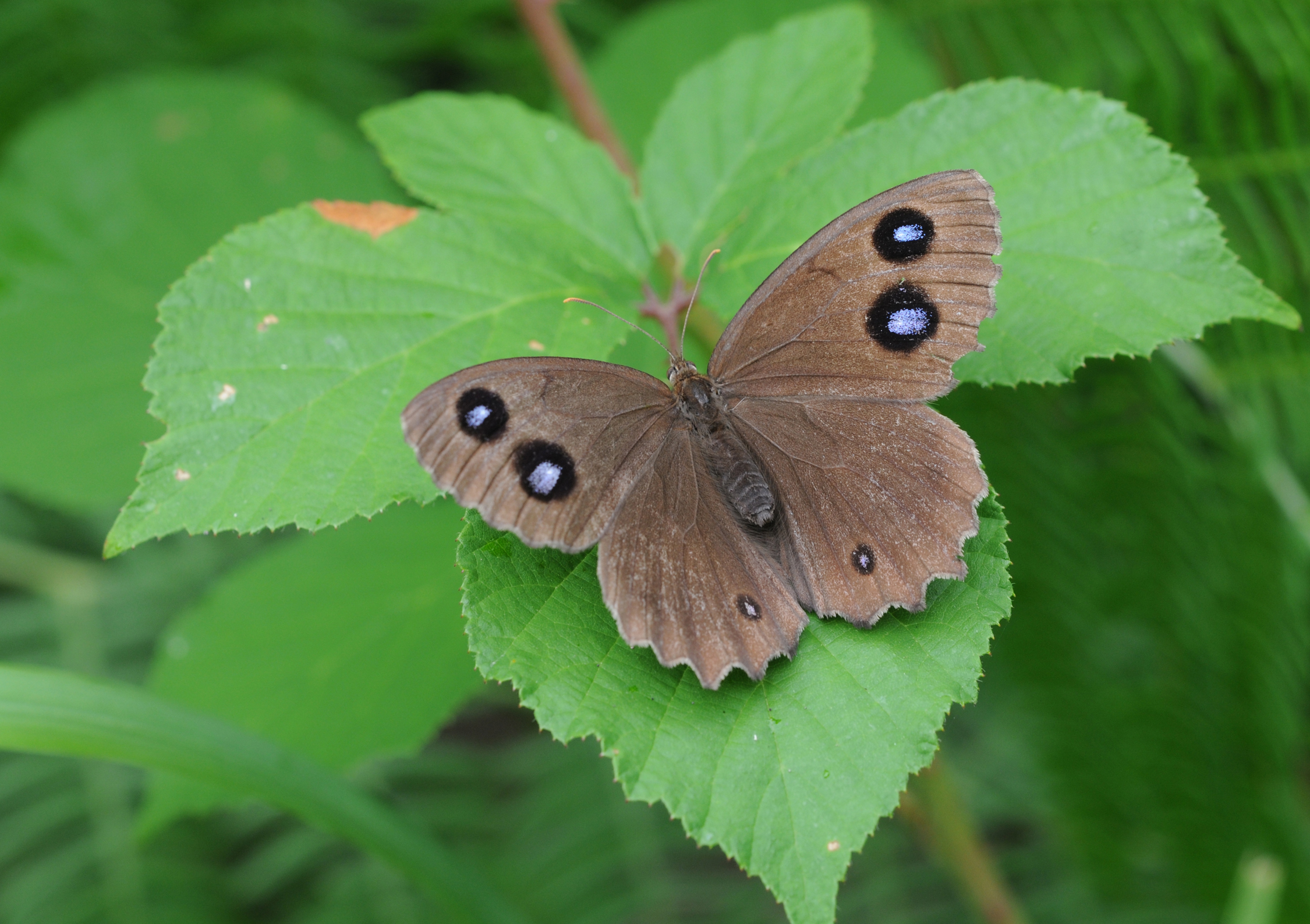 Butterfly Dryad - Minois dryas