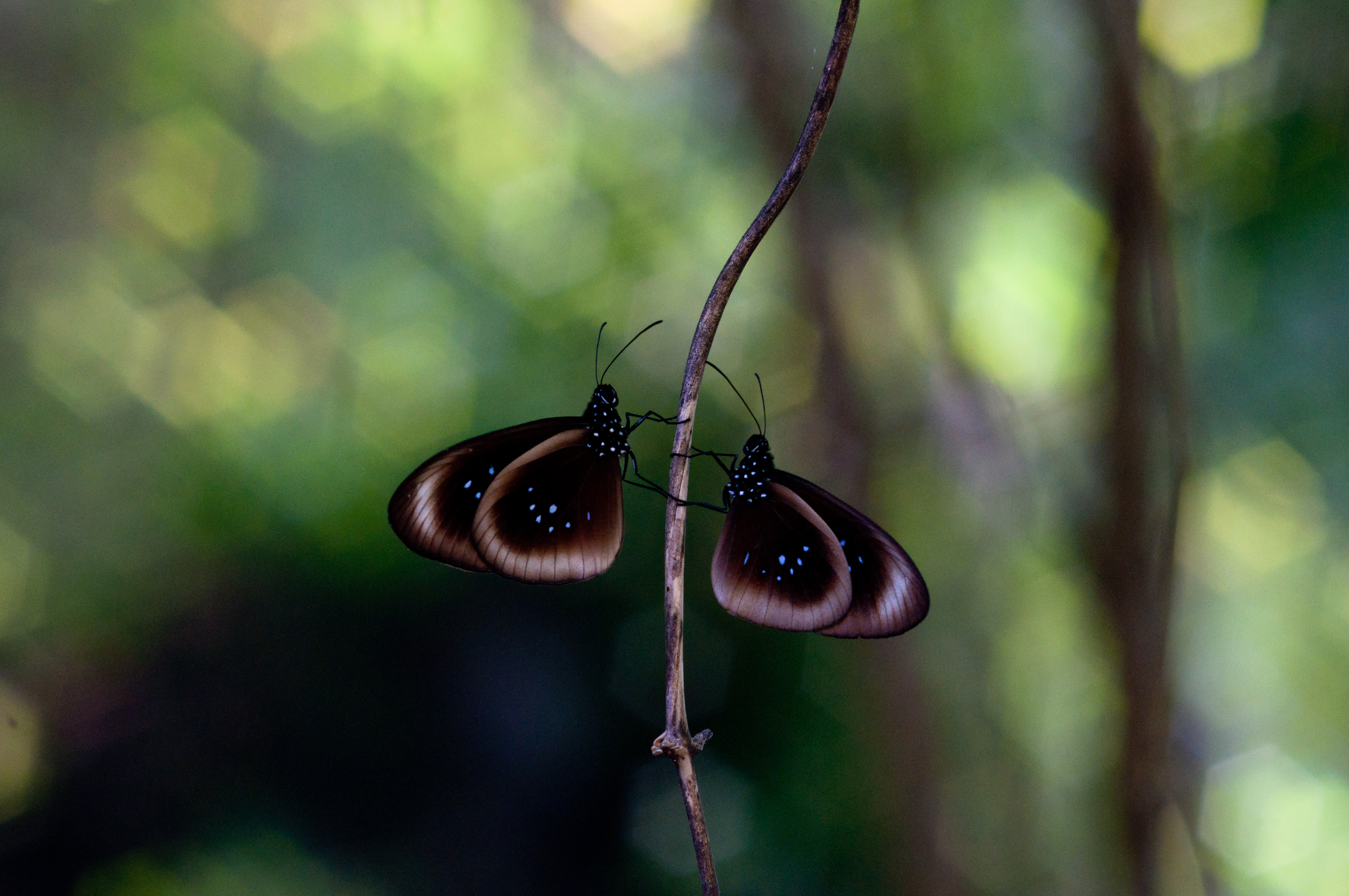 Butterfly Duet (Imagicity 929)