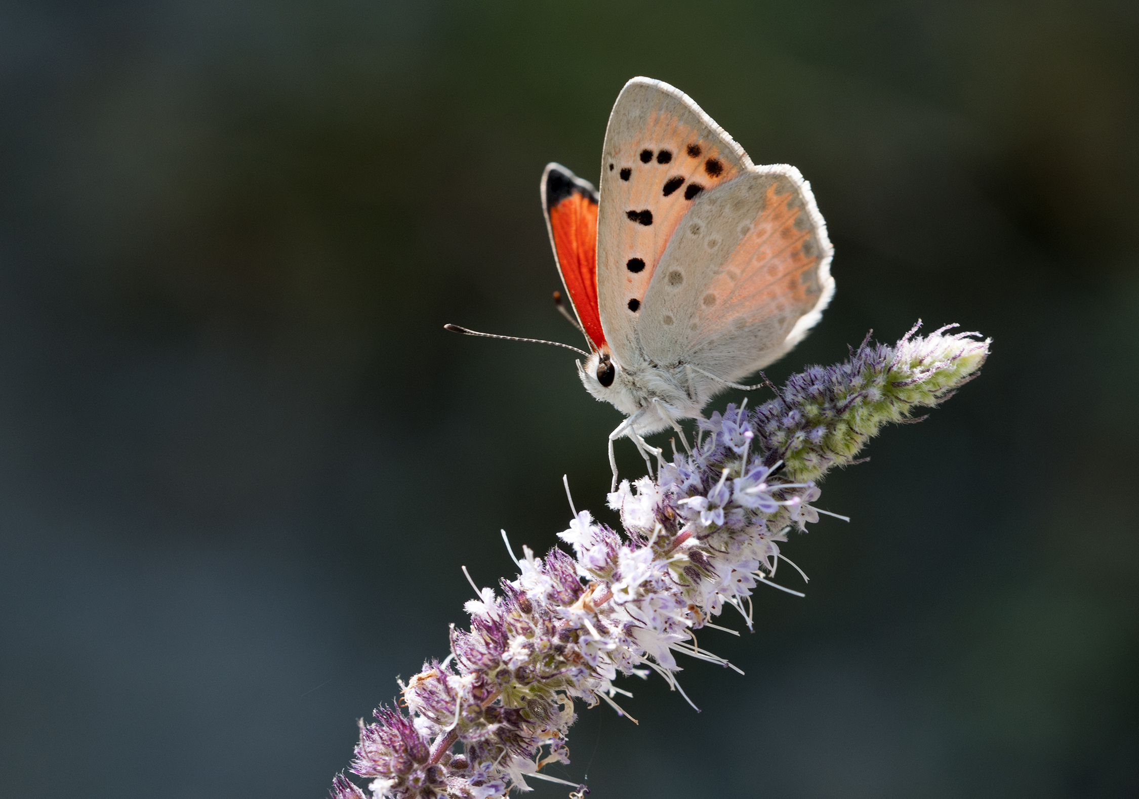 Butterfly Fiery Copper - Lycaena thetis